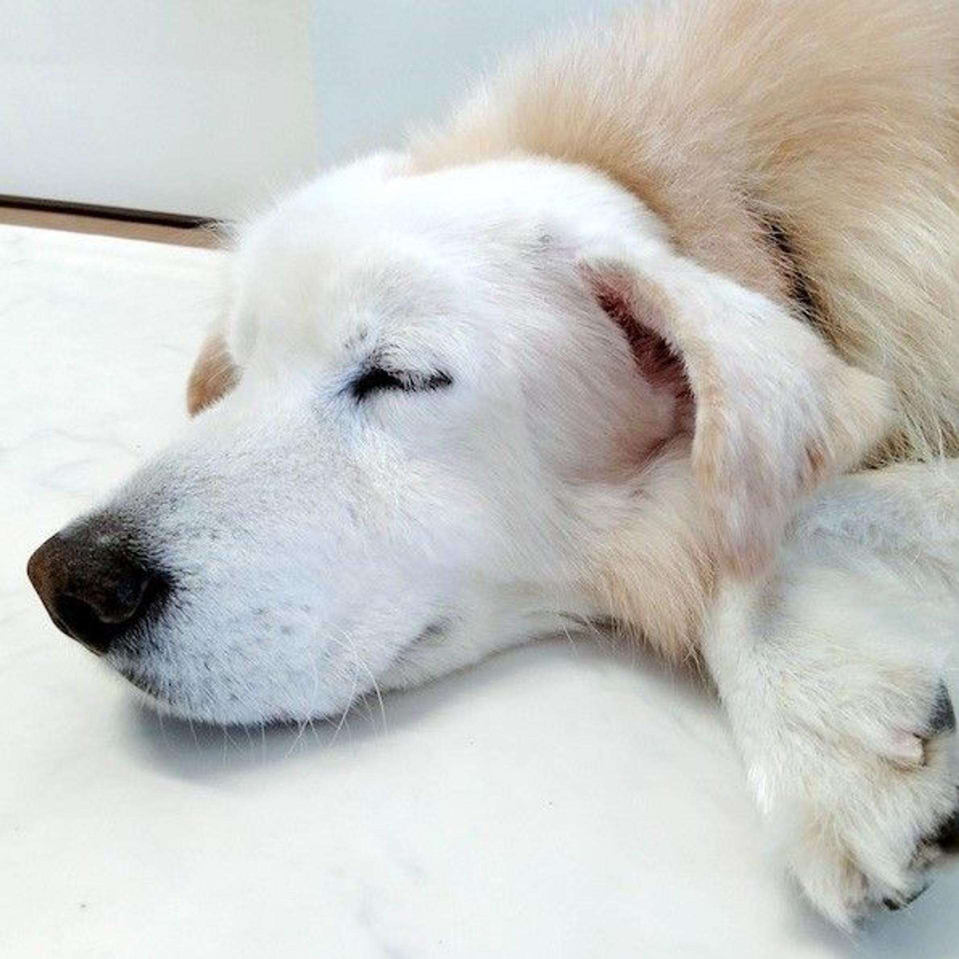 pet-image-4