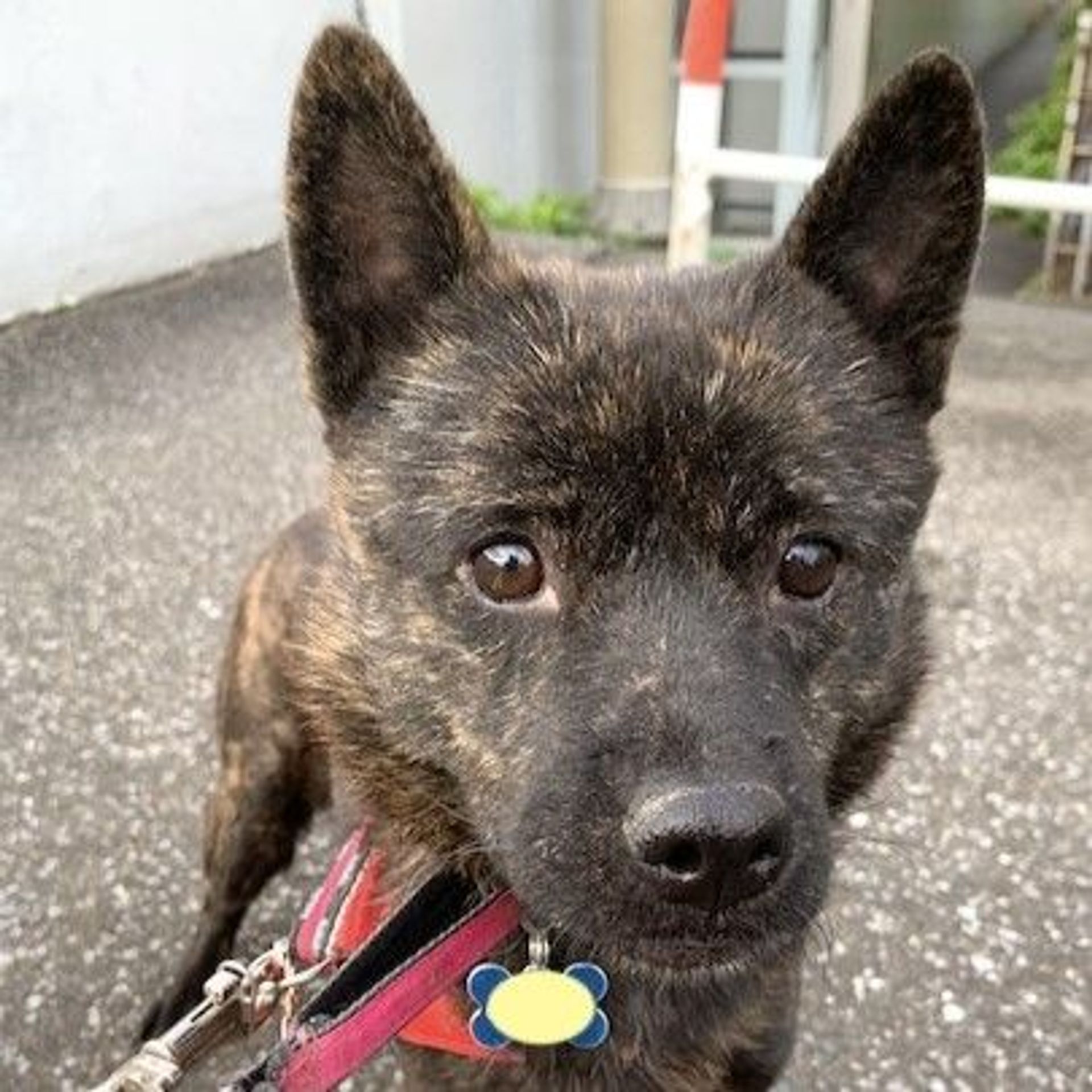 甲斐犬・メスの里親募集の写真