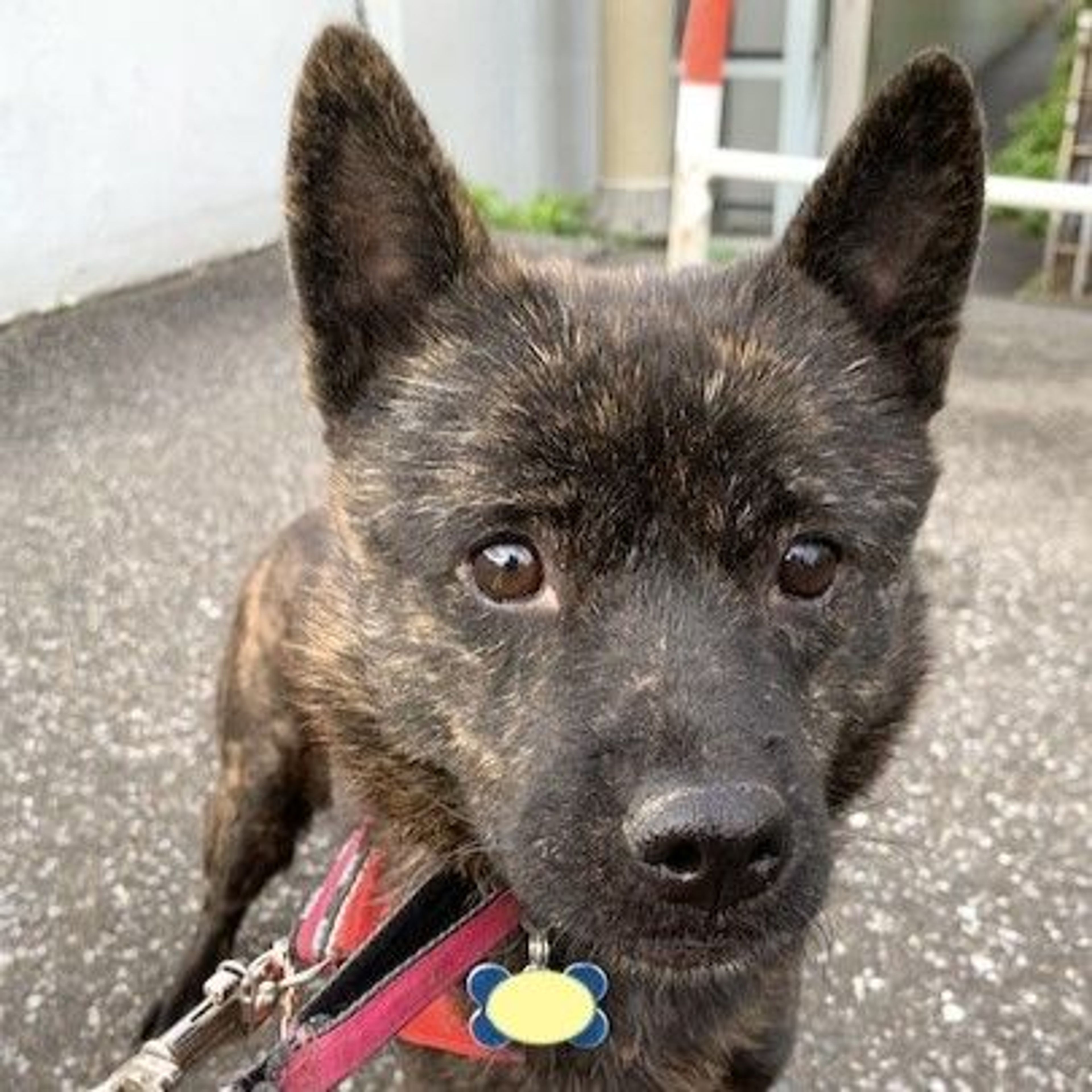 甲斐犬・メスの里親募集の写真