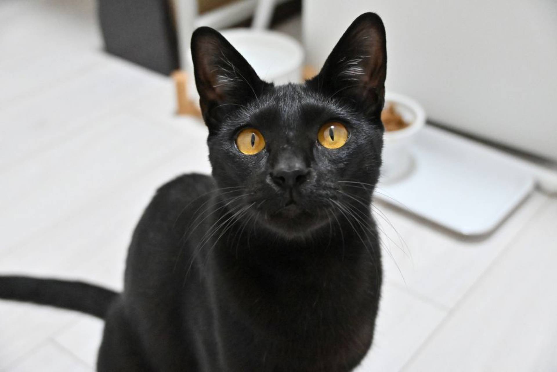 雑種（ミックス猫）・オスの里親募集の写真