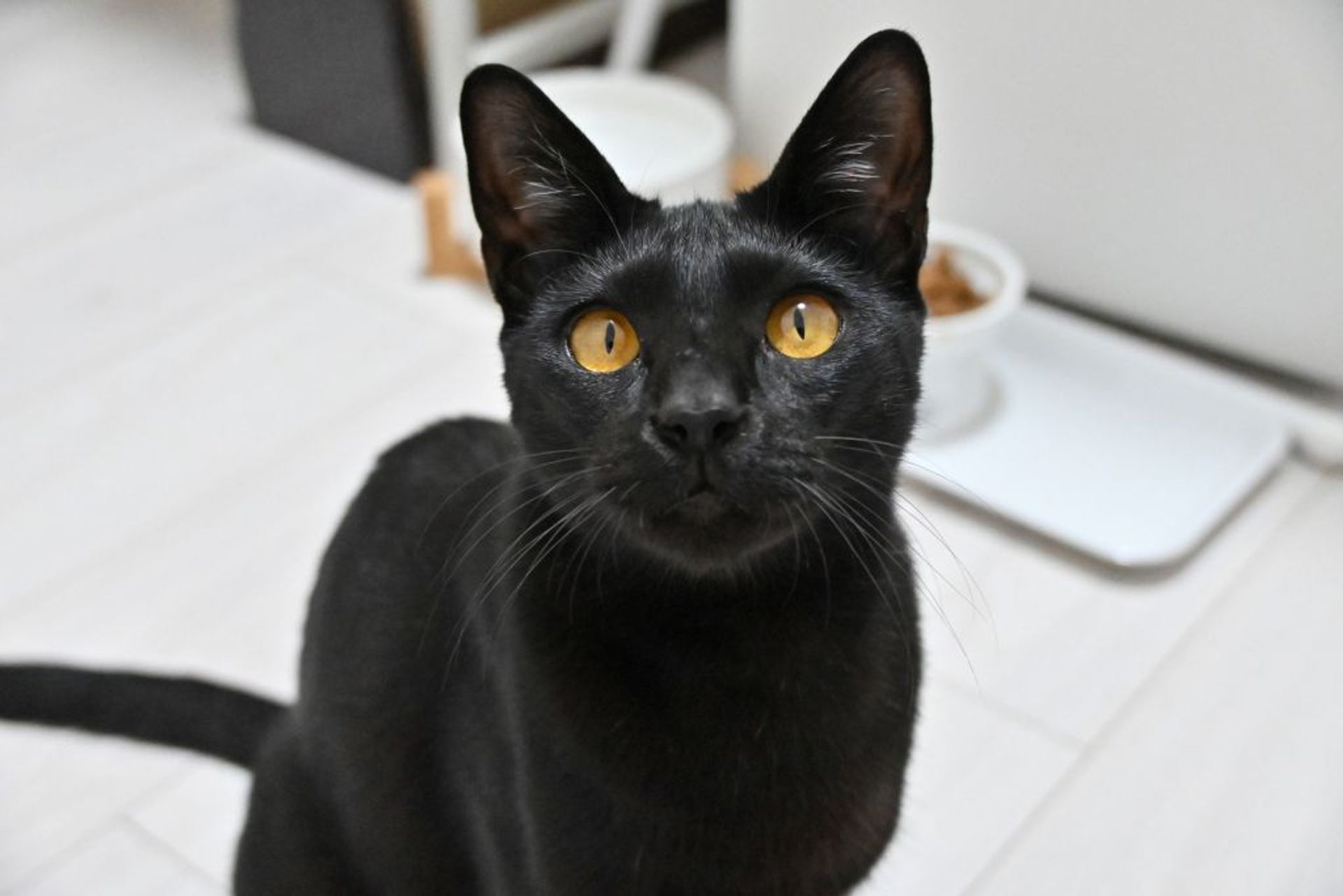 雑種（ミックス猫）・オスの里親募集の写真