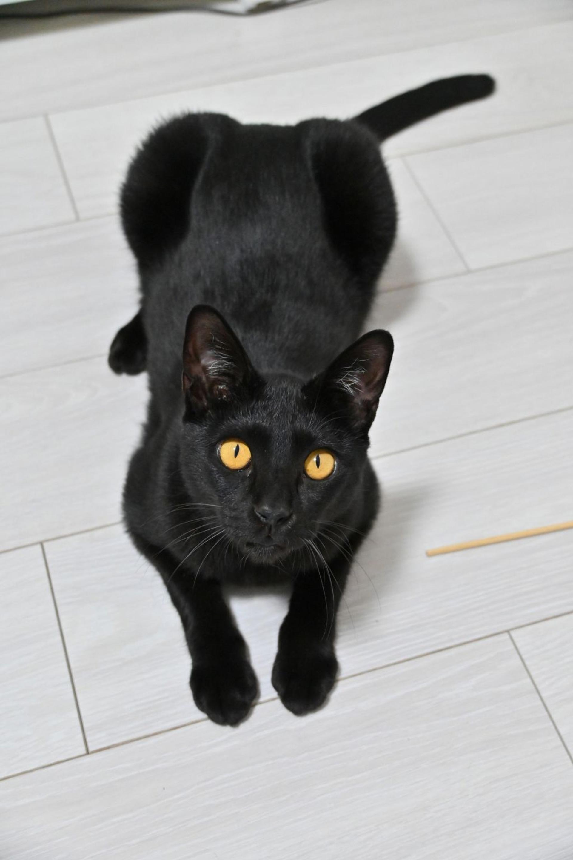 pet-image-2