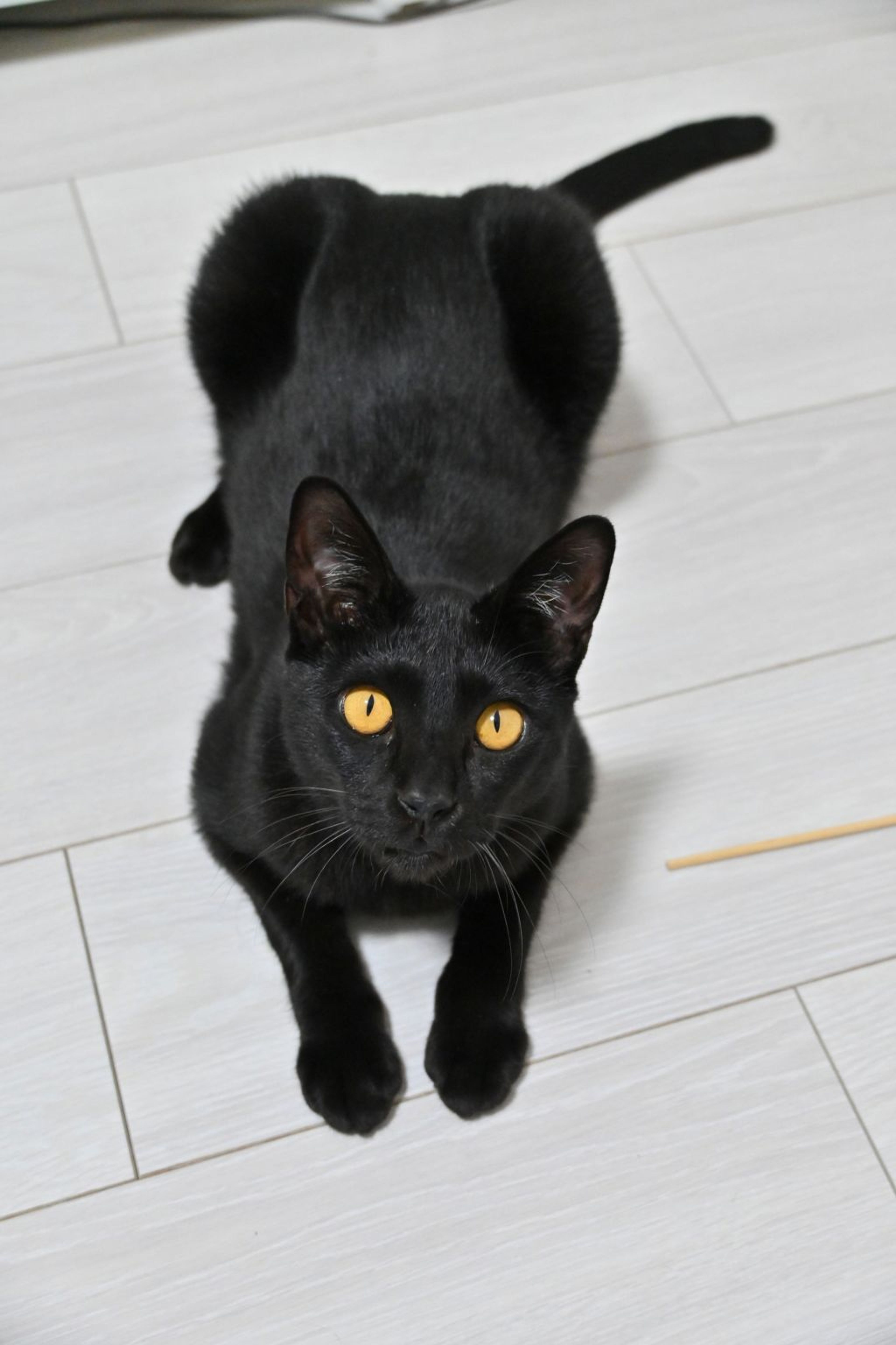 pet-image-2