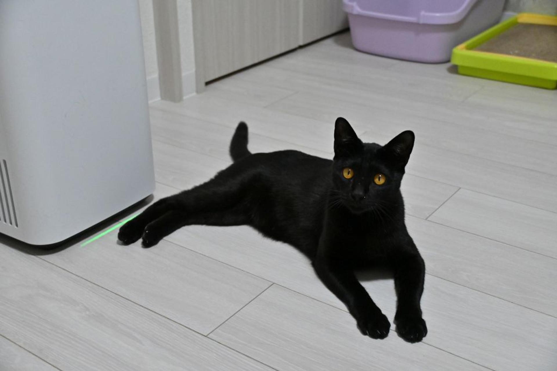 pet-image-4