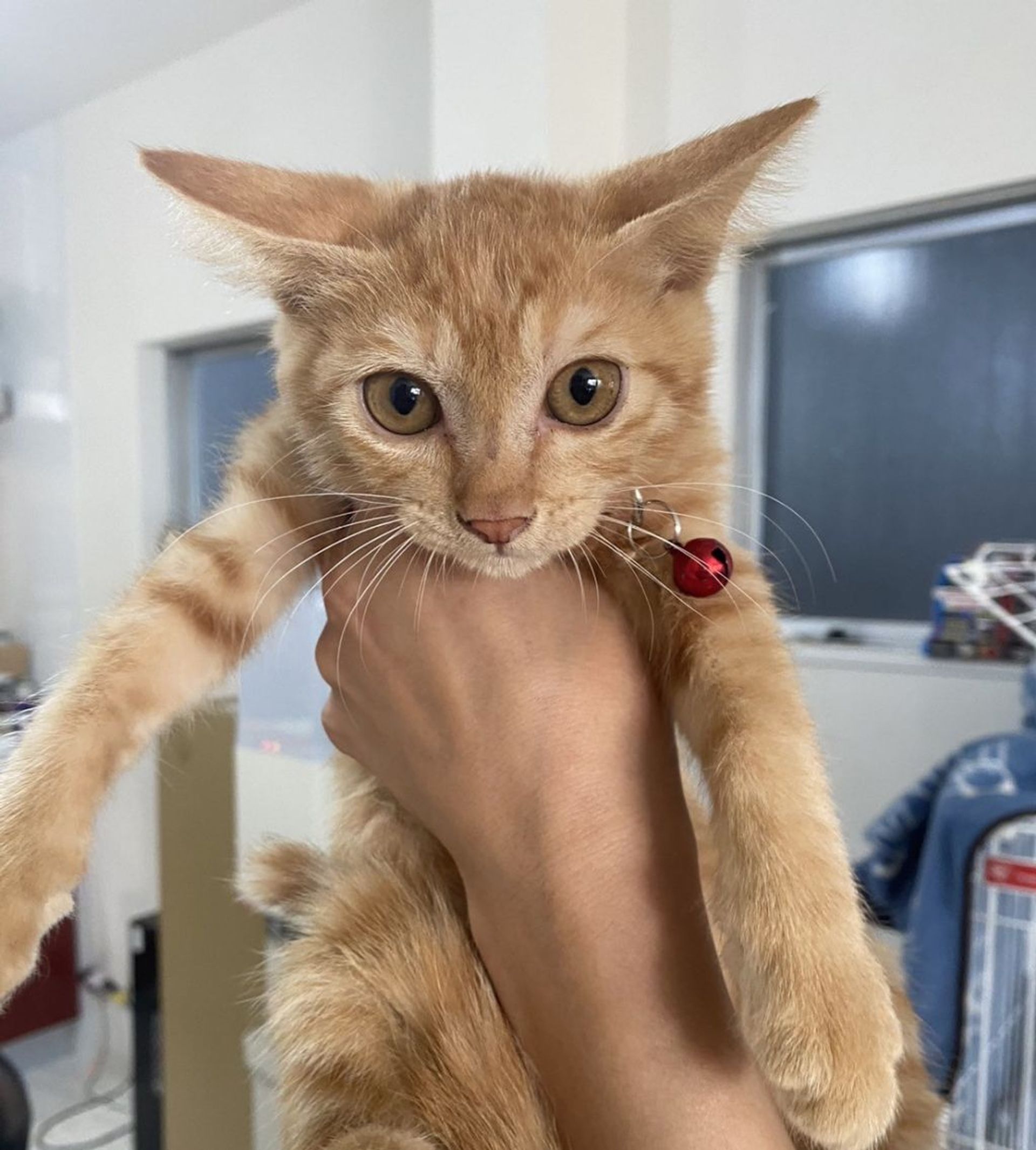 雑種（ミックス猫）・メスの里親募集の写真