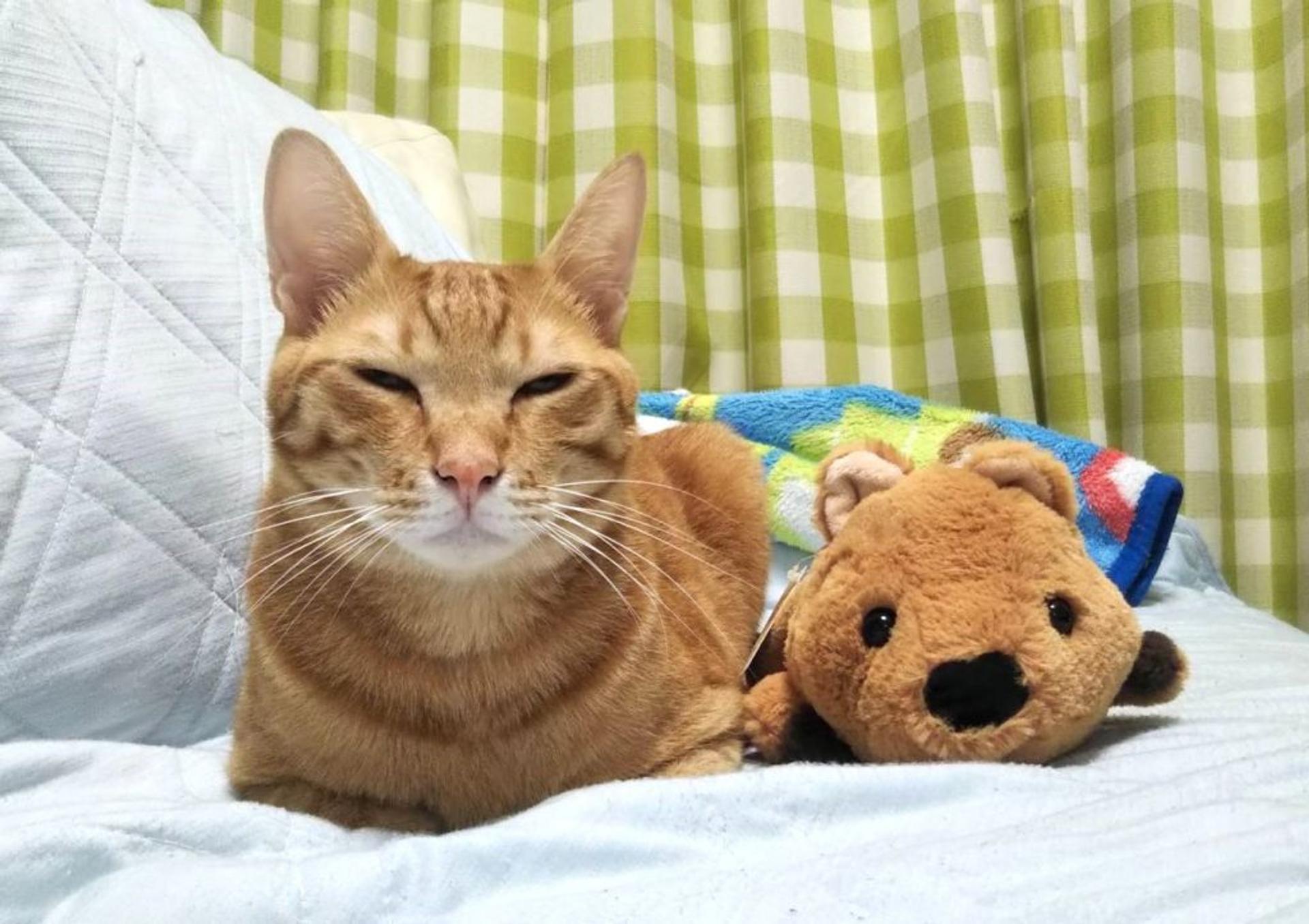 pet-image-2