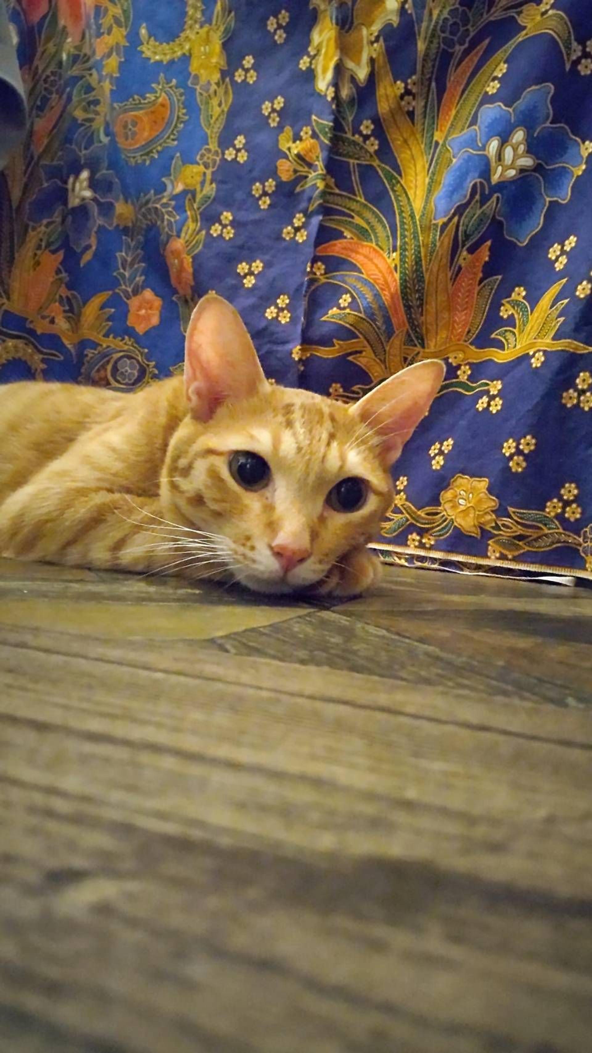pet-image-3