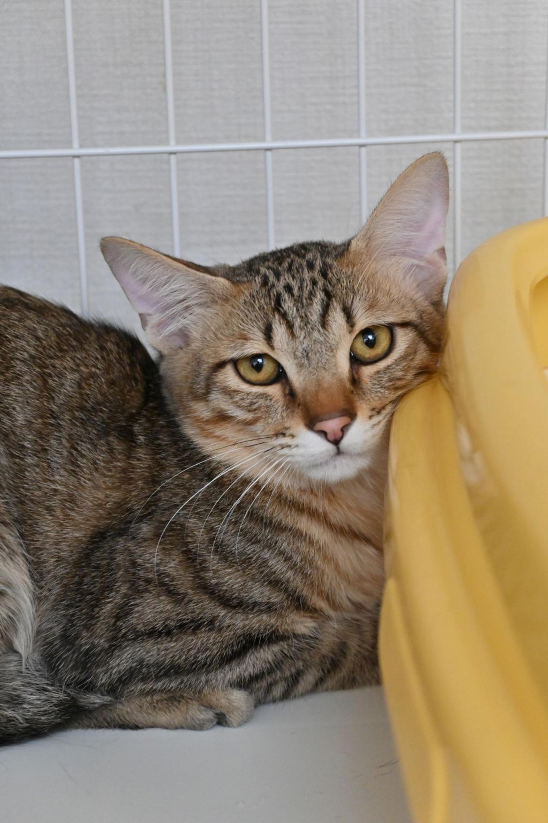 pet-image-2