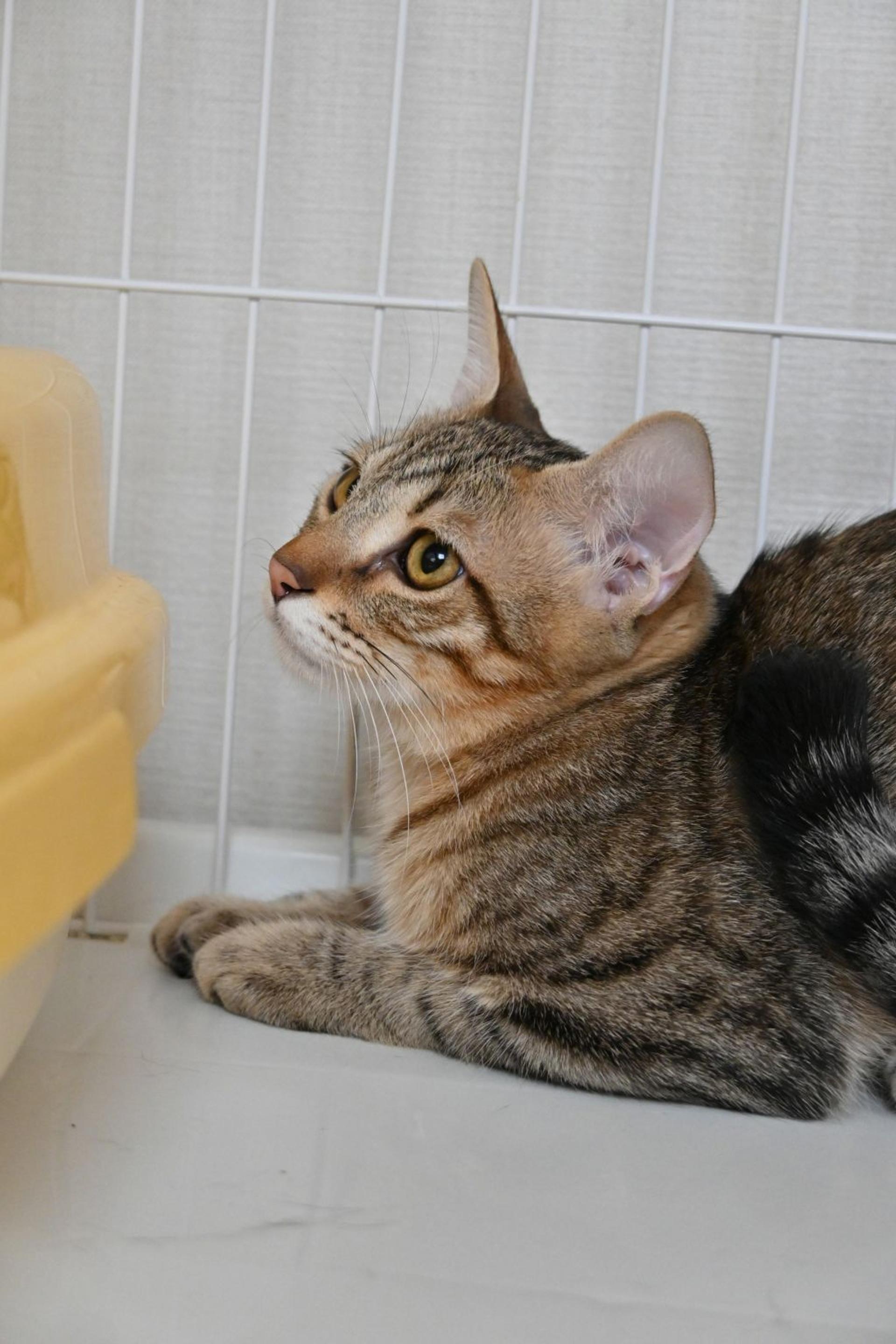 pet-image-3