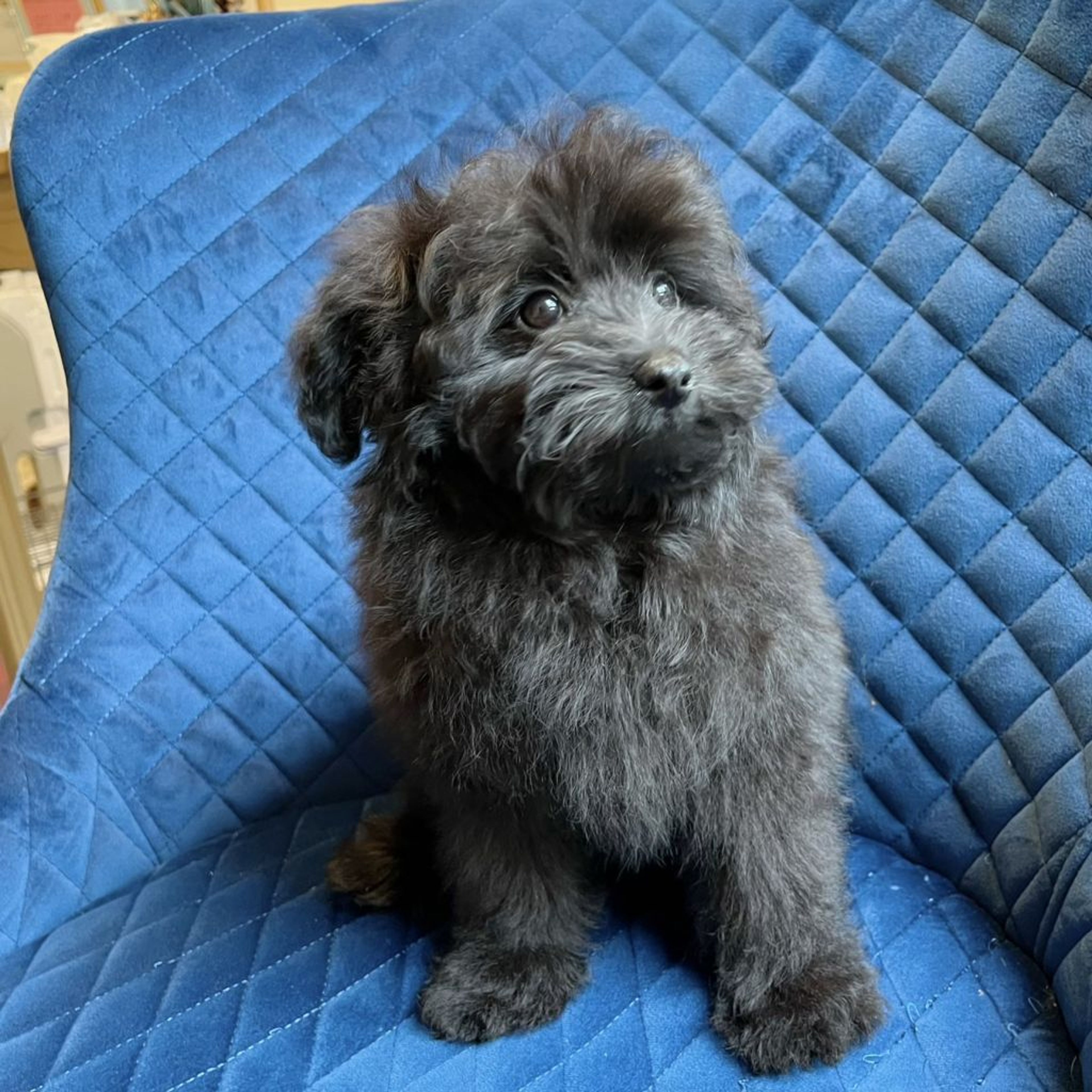 pet-image-2