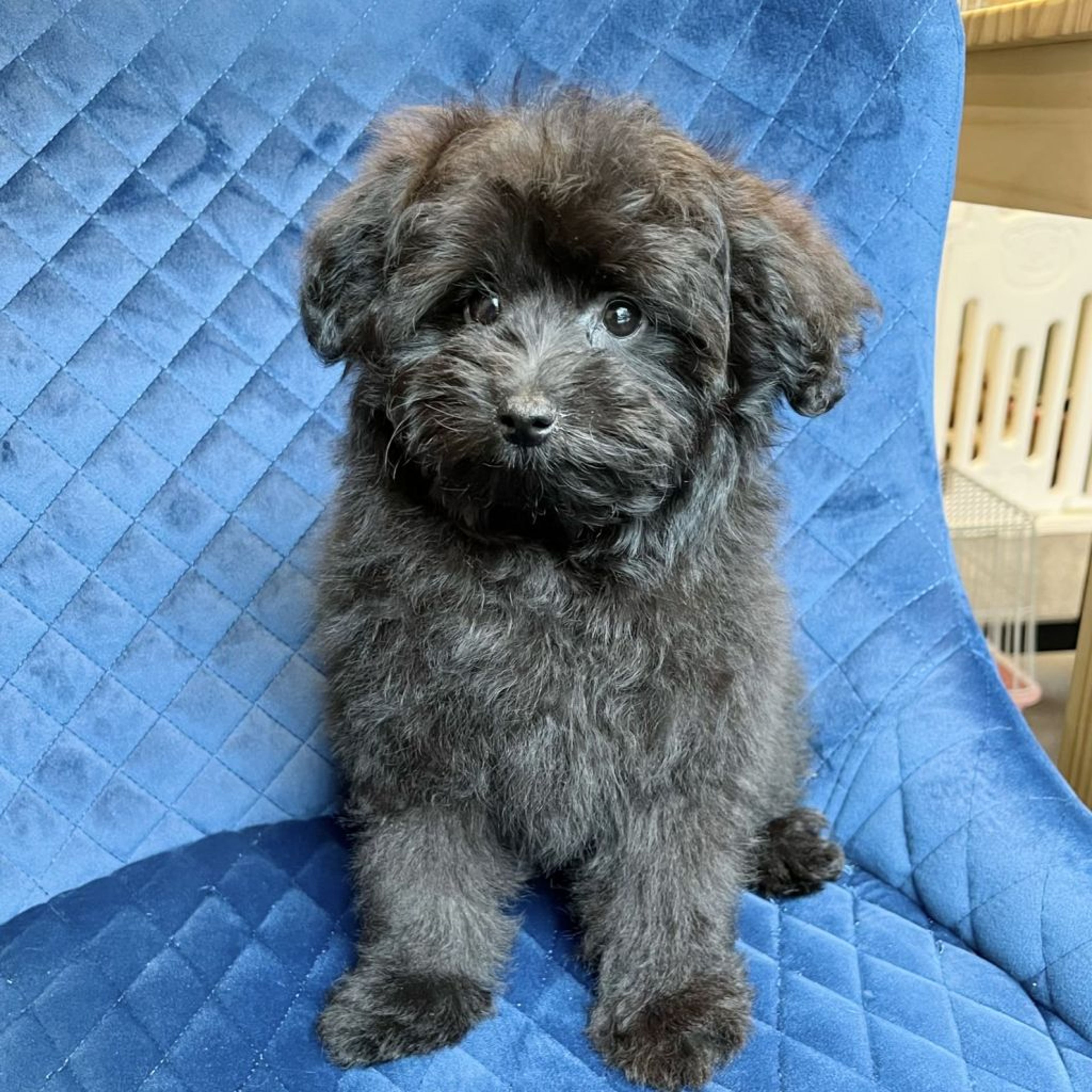 pet-image-3