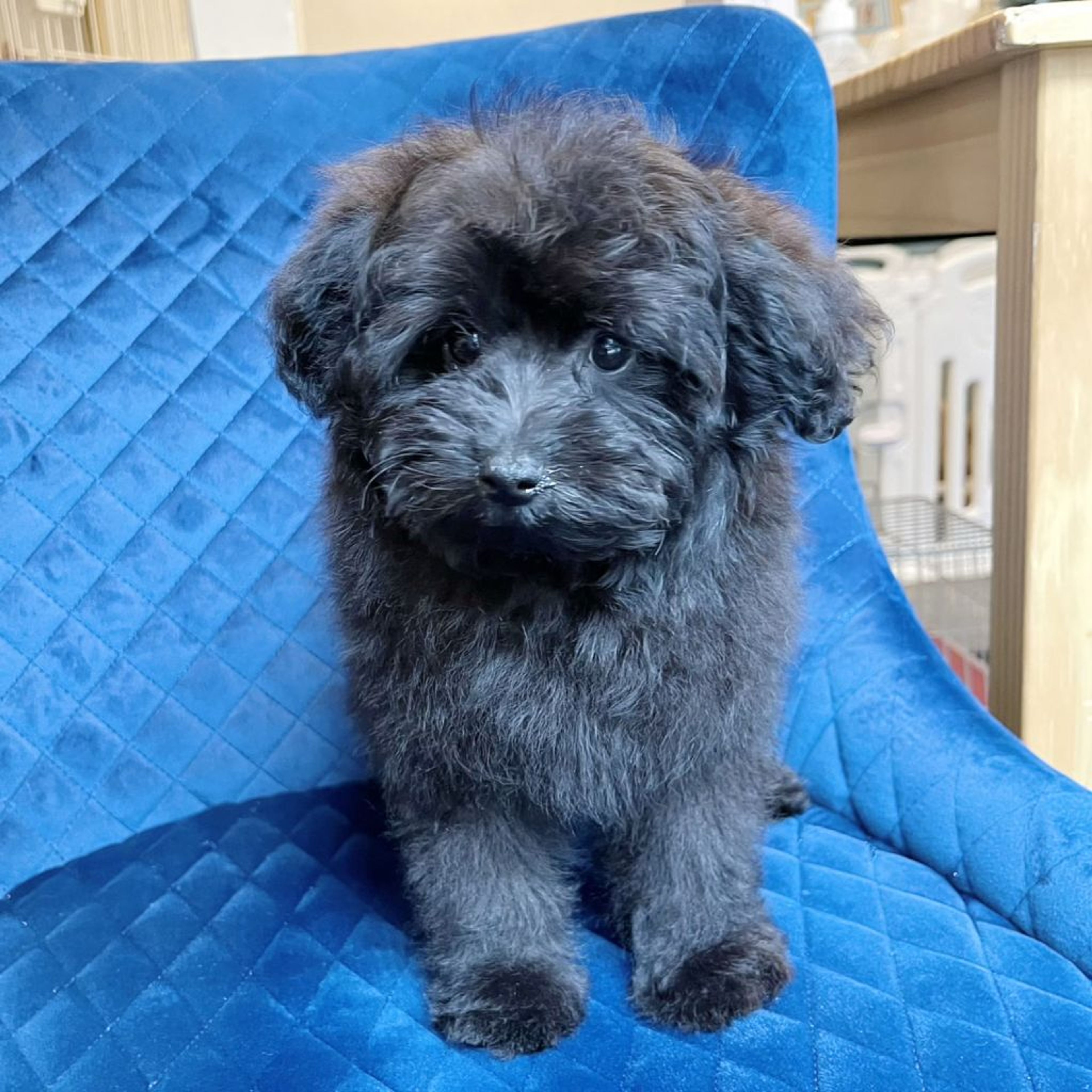pet-image-4