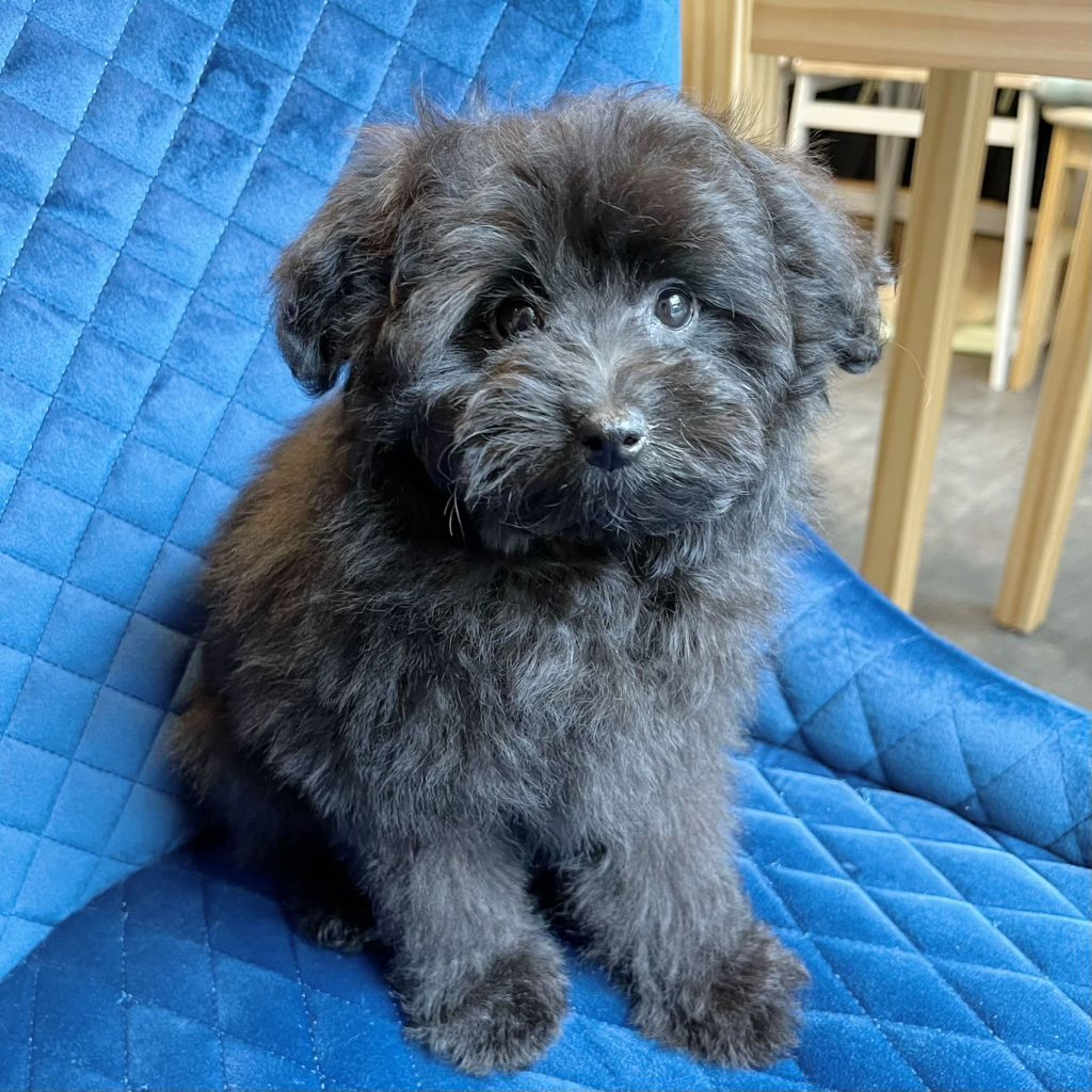 pet-image-5