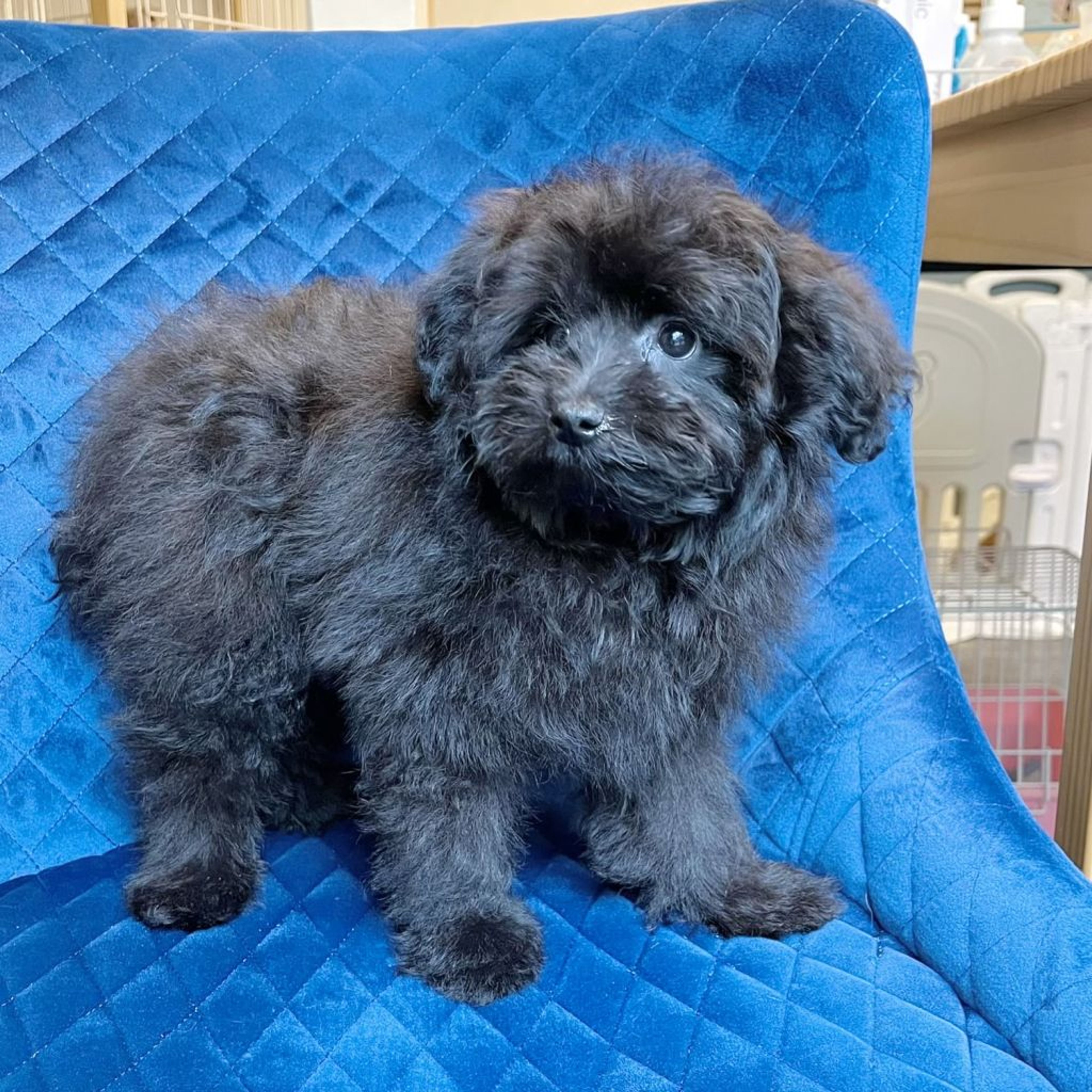 pet-image-6
