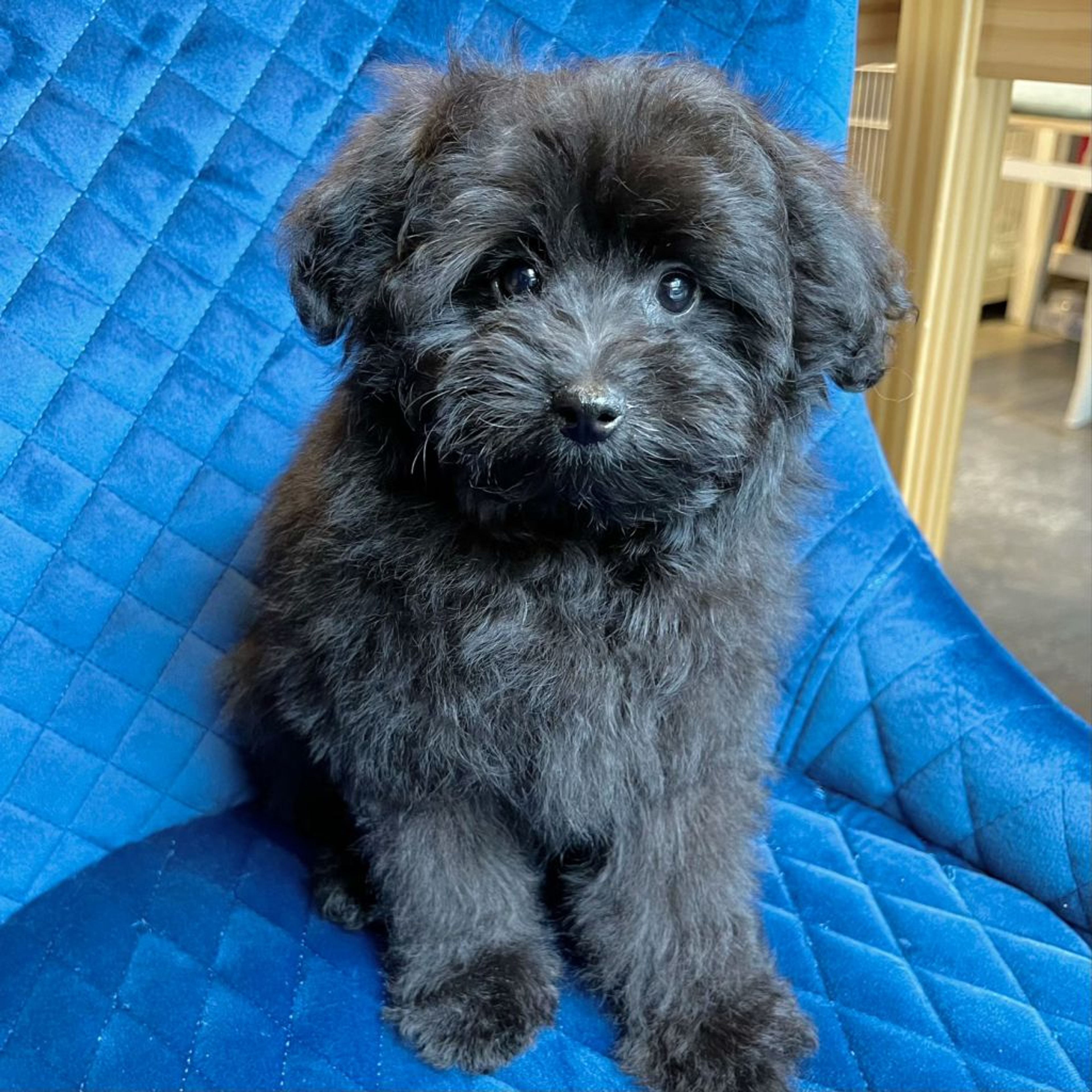 pet-image-7