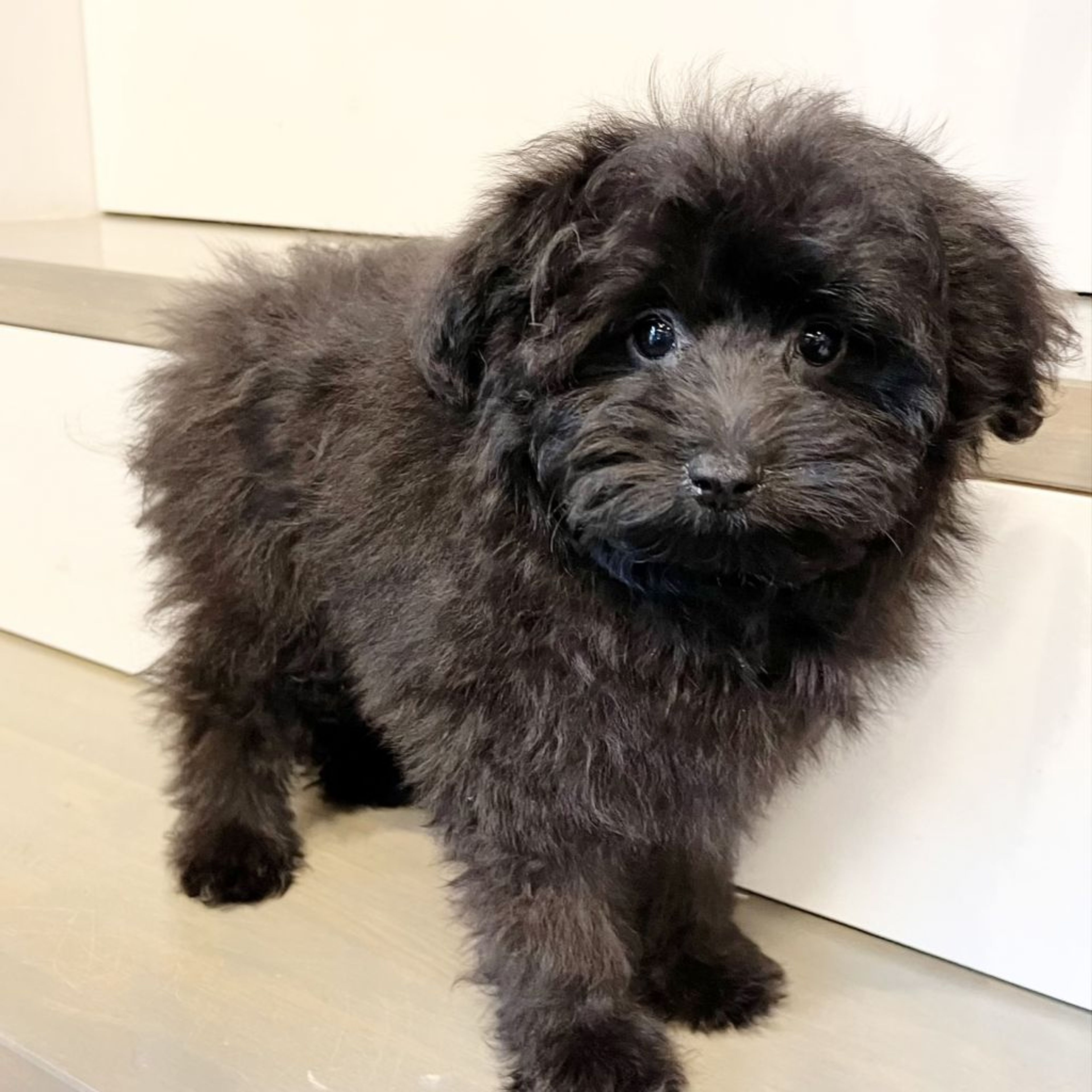 pet-image-8
