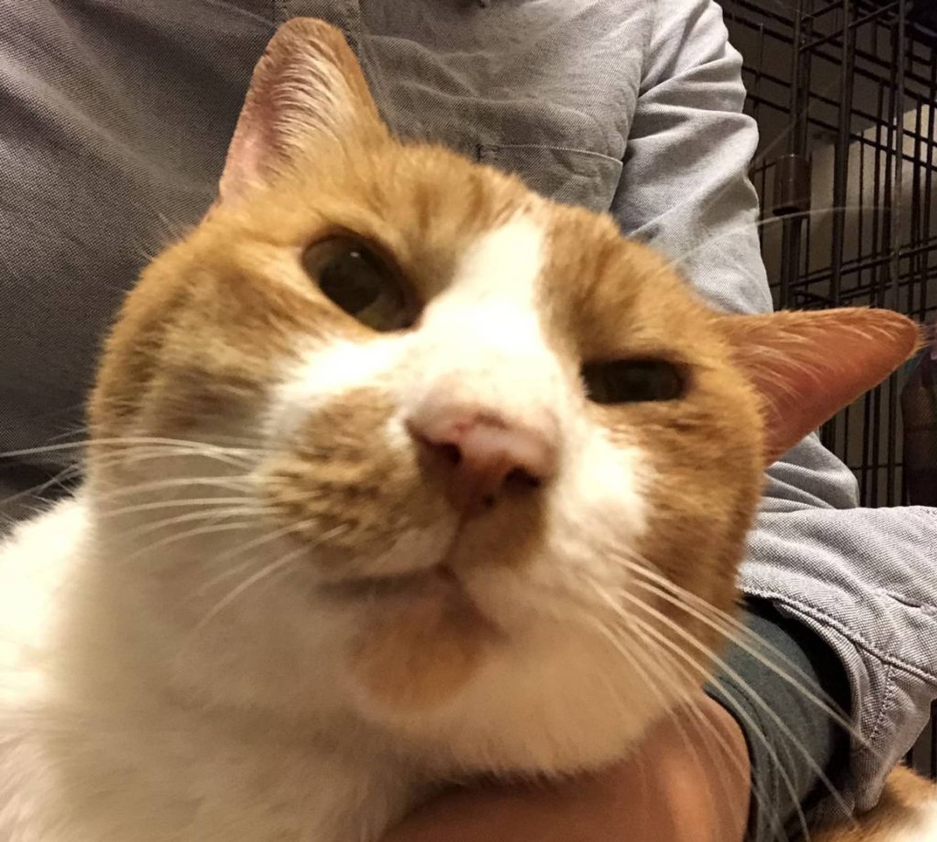雑種（ミックス猫）・オスの里親募集の写真