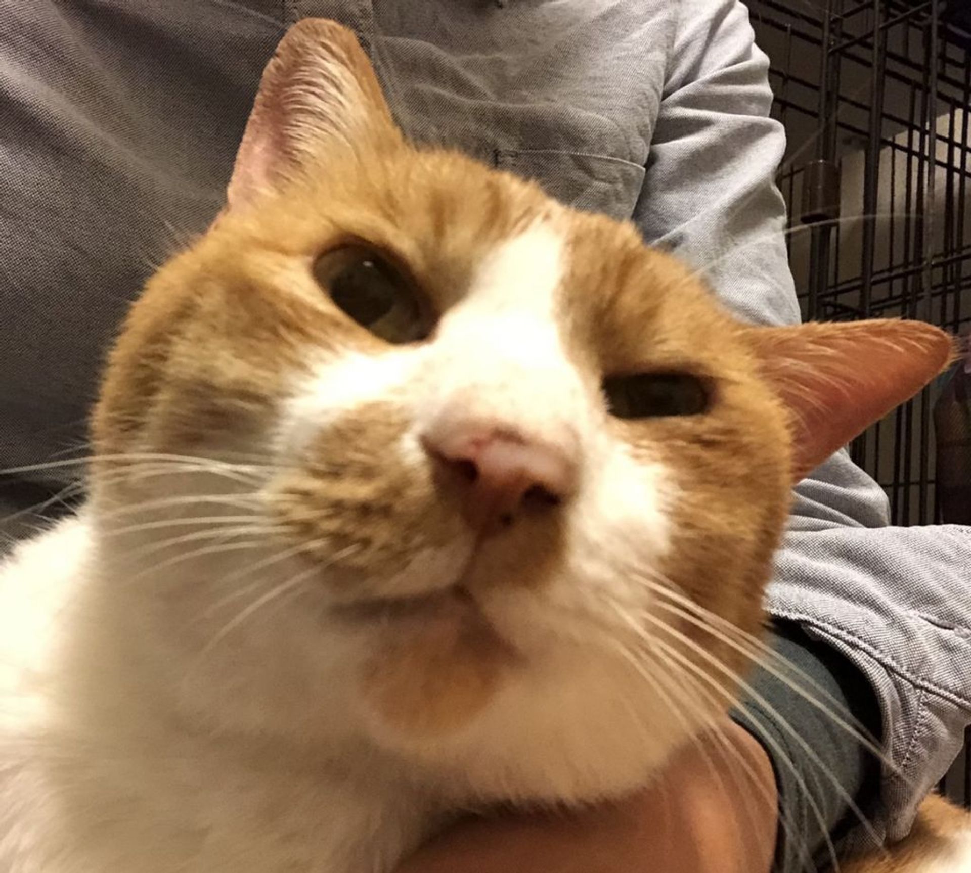 雑種（ミックス猫）・オスの里親募集の写真