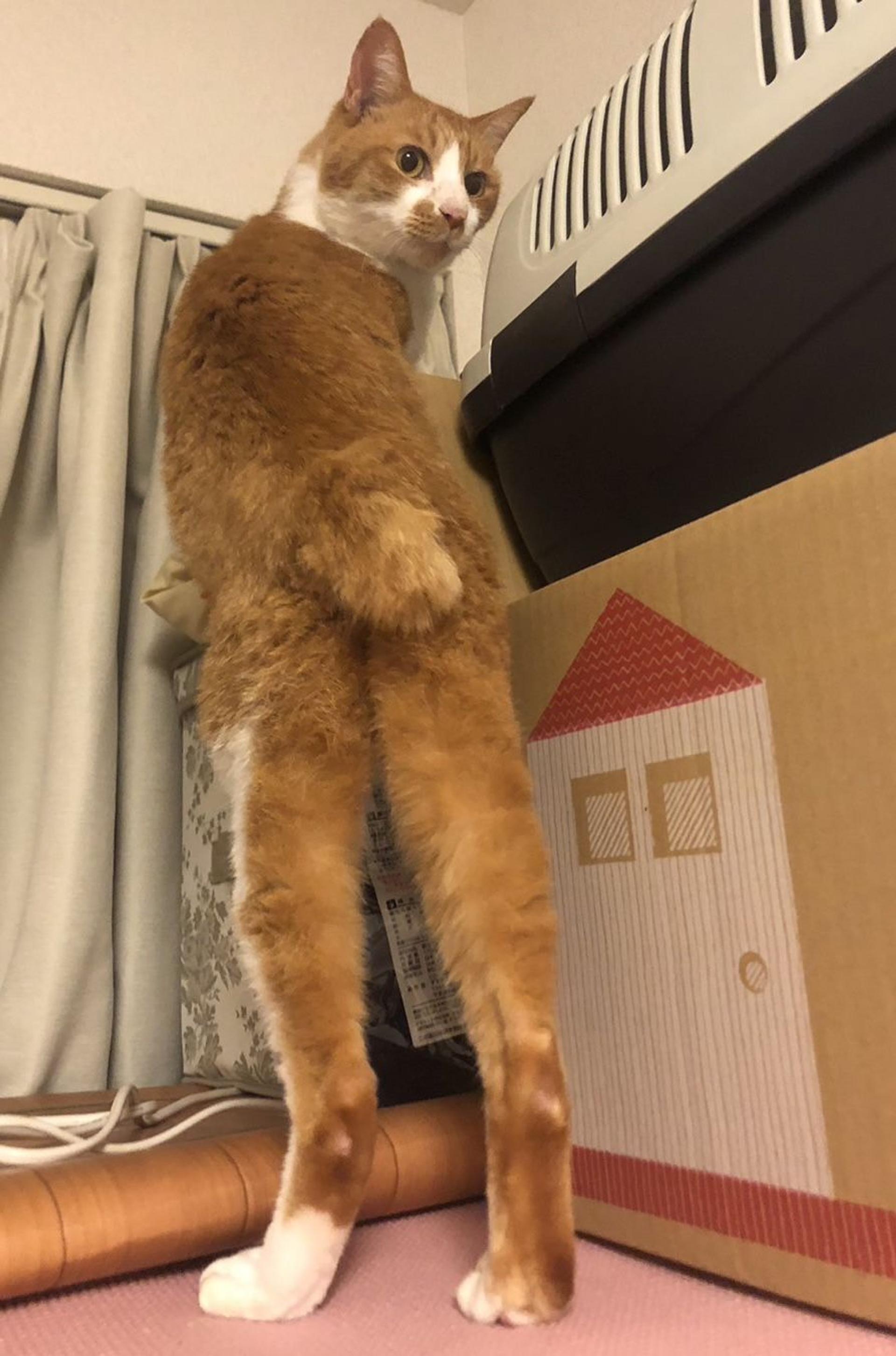 pet-image-8