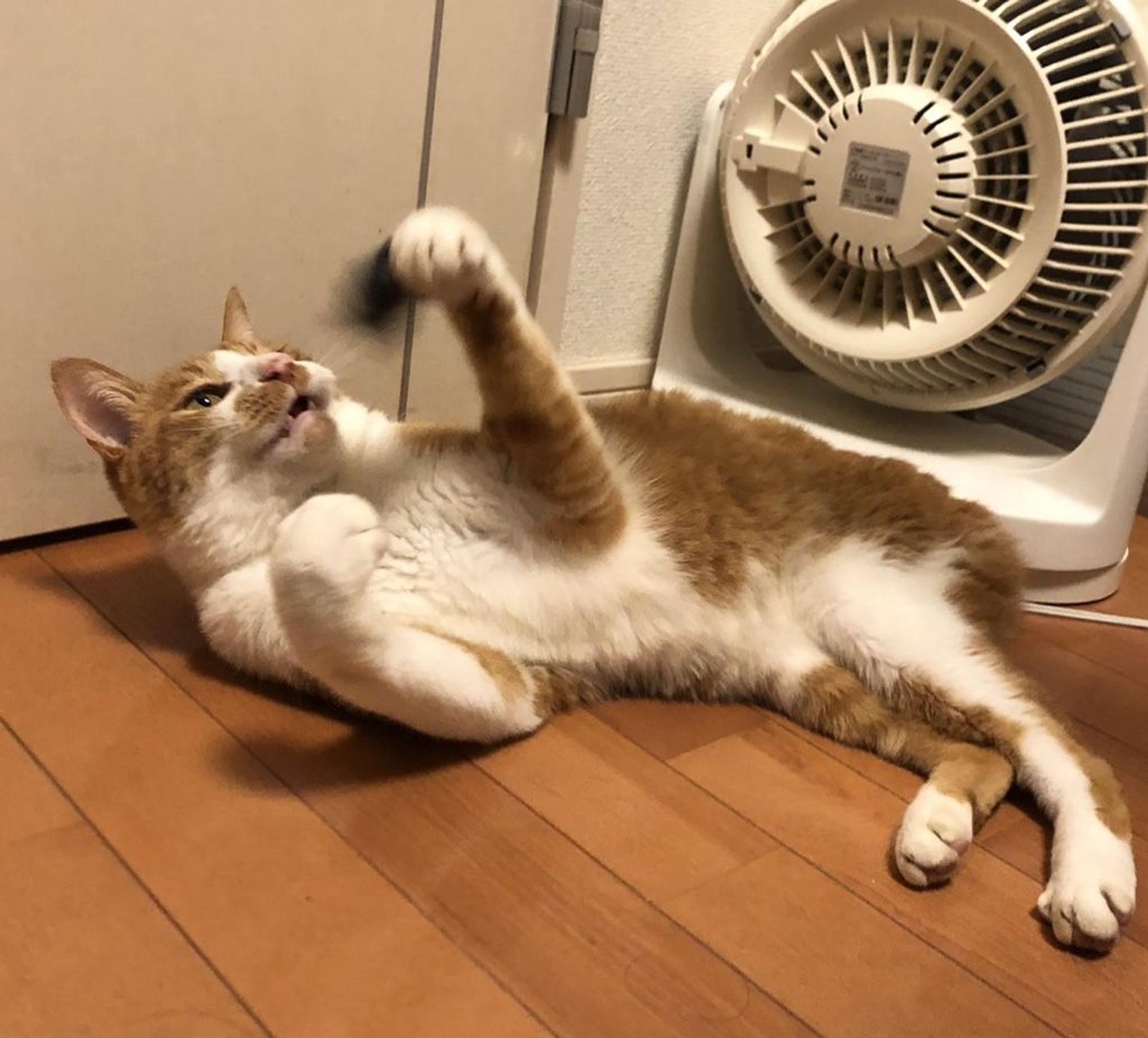 pet-image-9