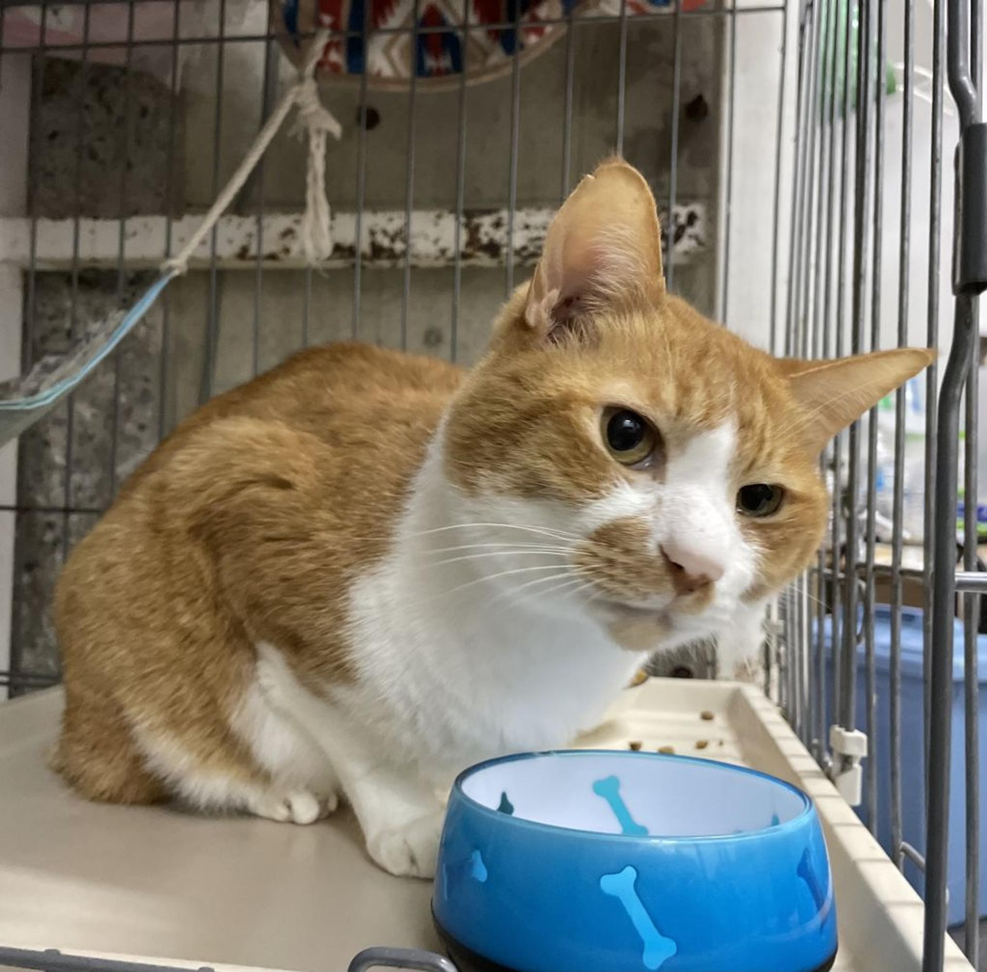 pet-image-2