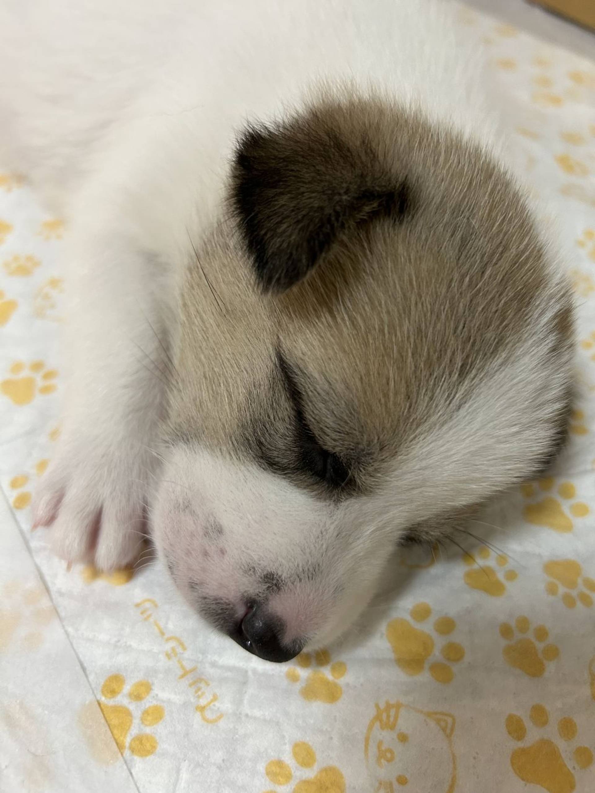 雑種（ミックス犬）・オスの里親募集の写真