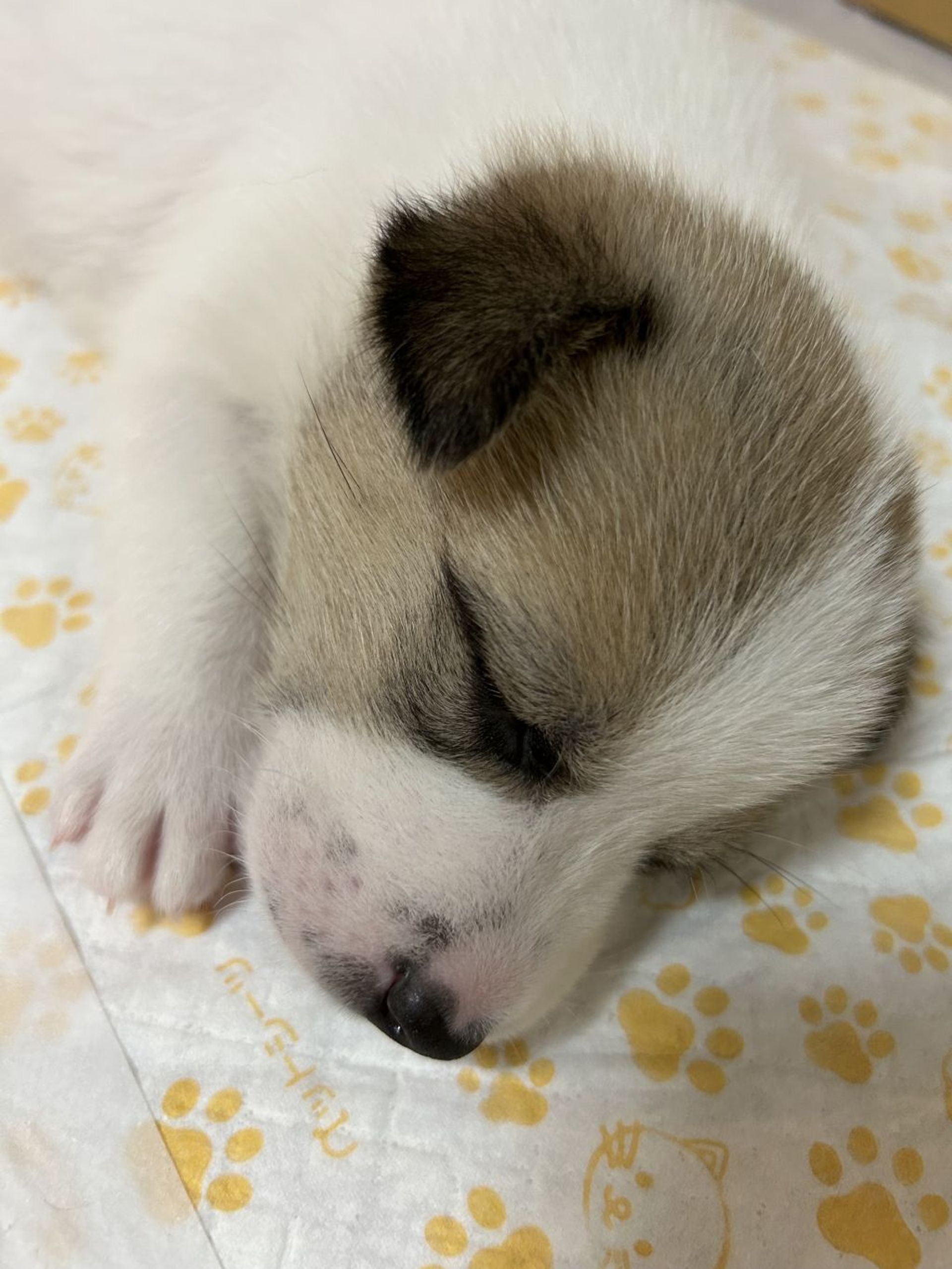 雑種（ミックス犬）・オスの里親募集の写真