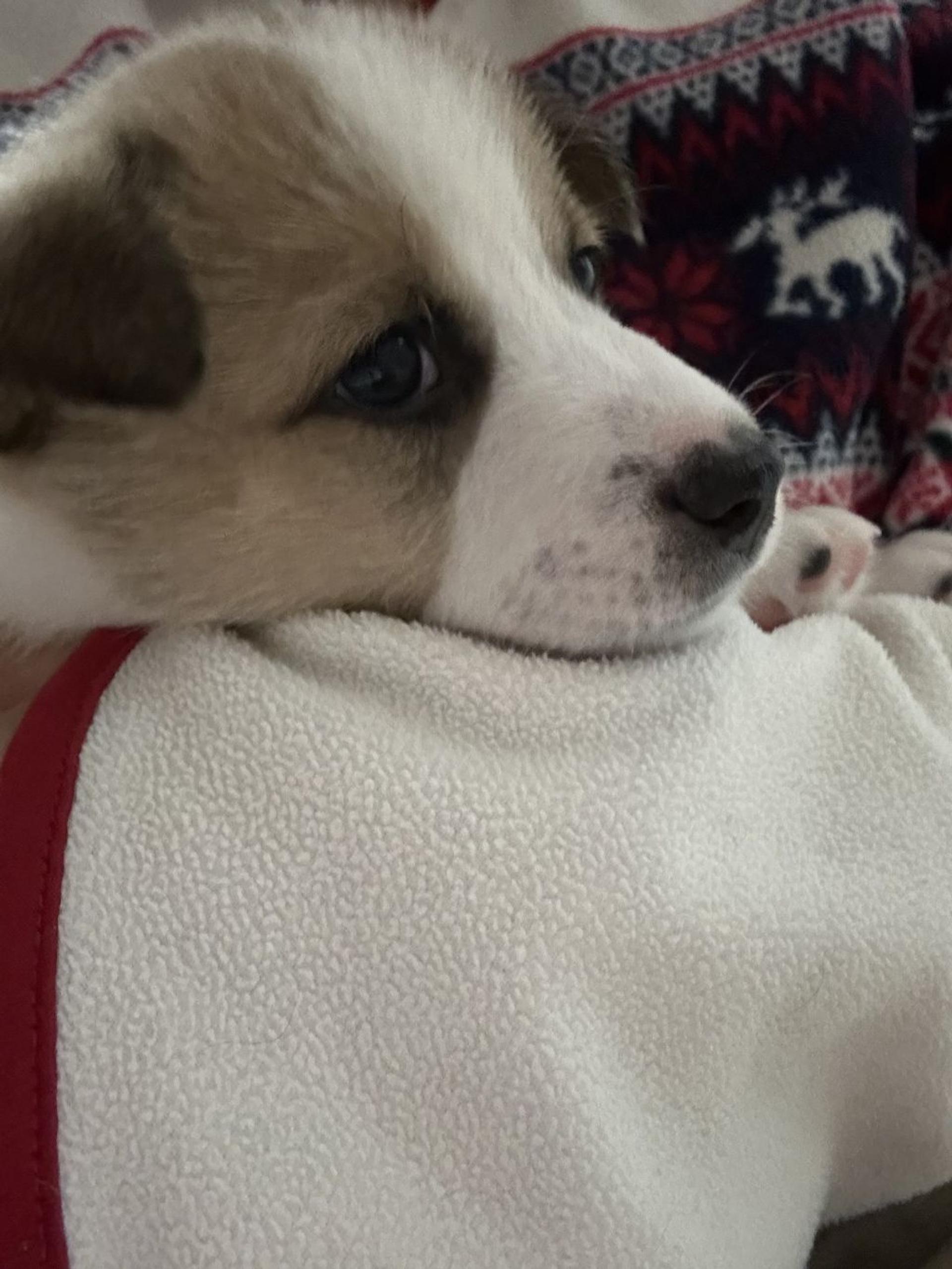 pet-image-3