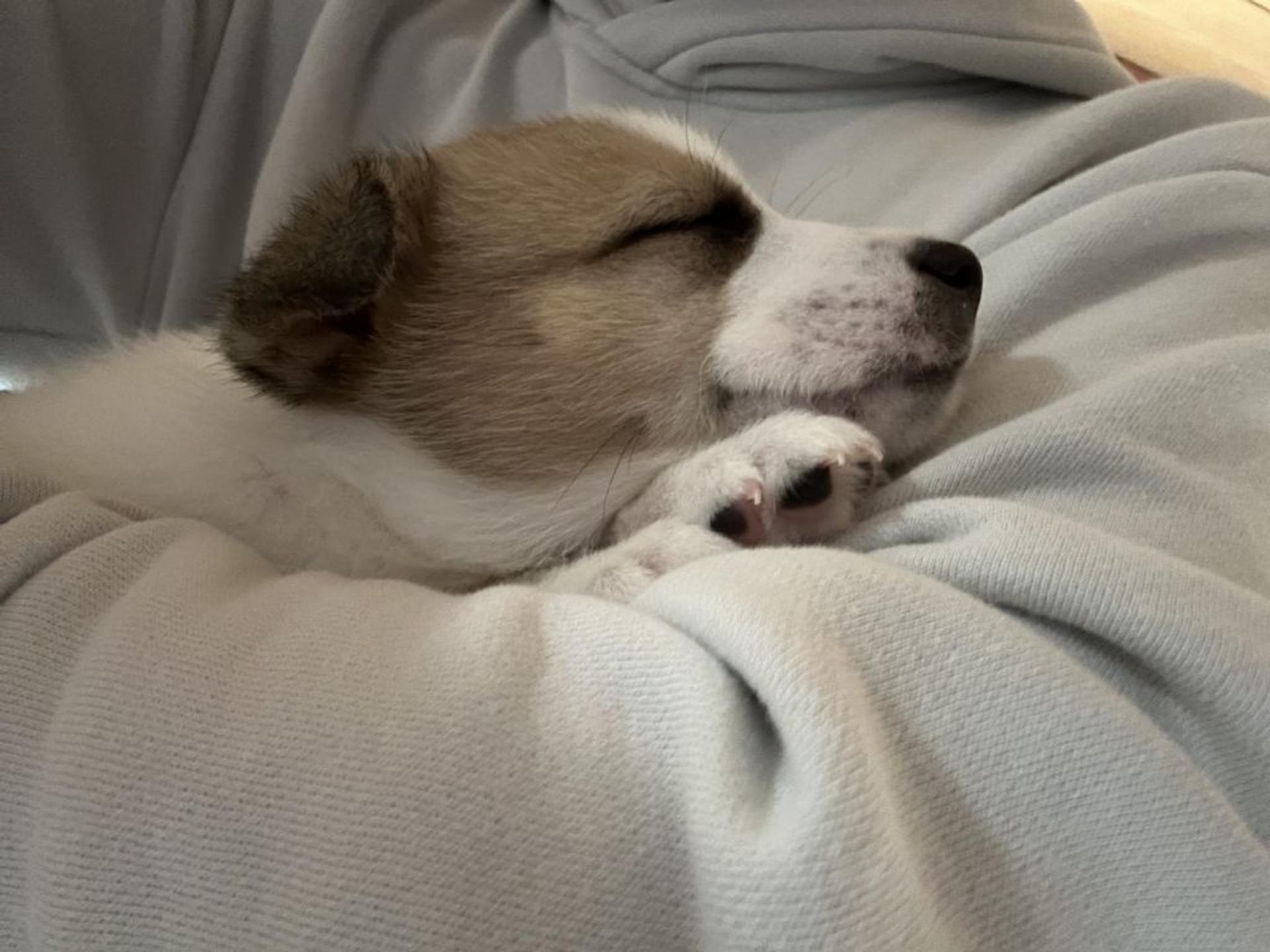 pet-image-4