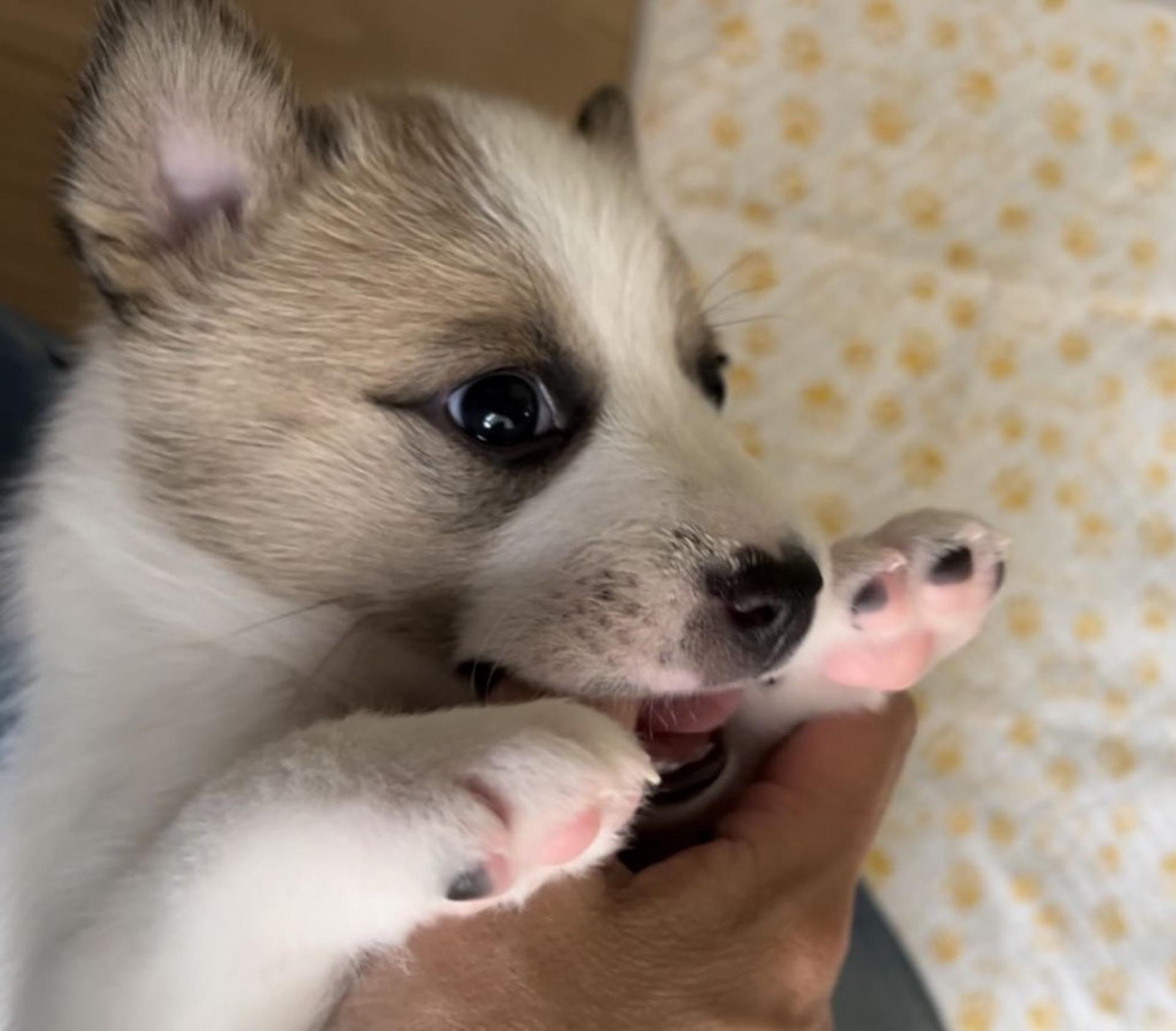 pet-image-7