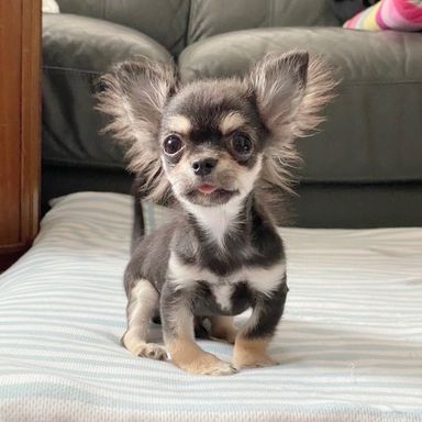 ポケット