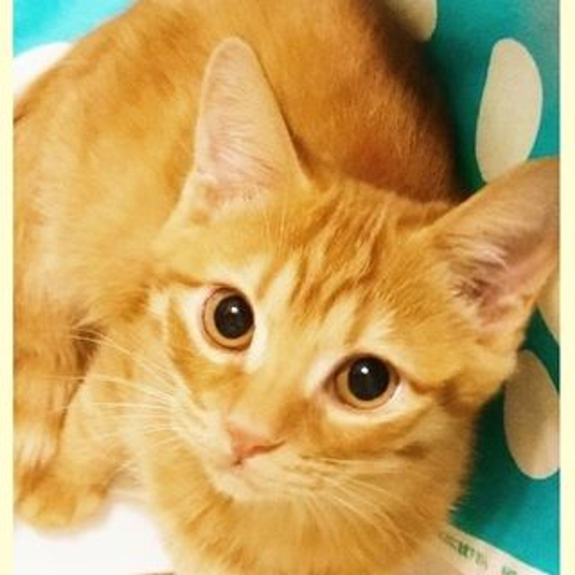 雑種（ミックス猫）・オスの里親募集の写真