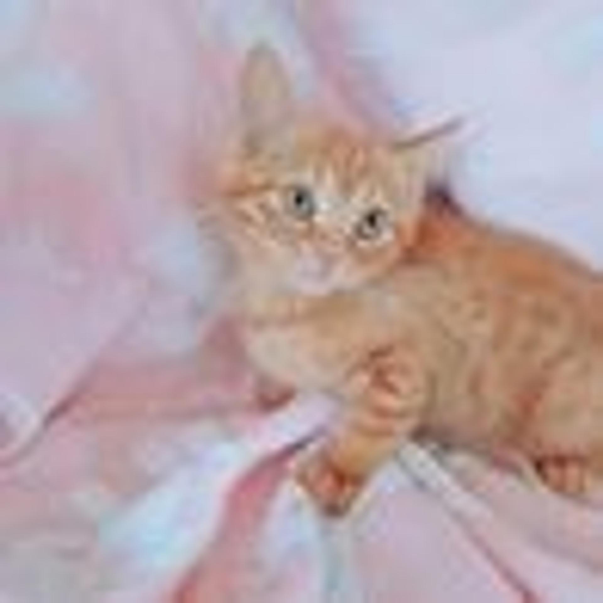 pet-image-3