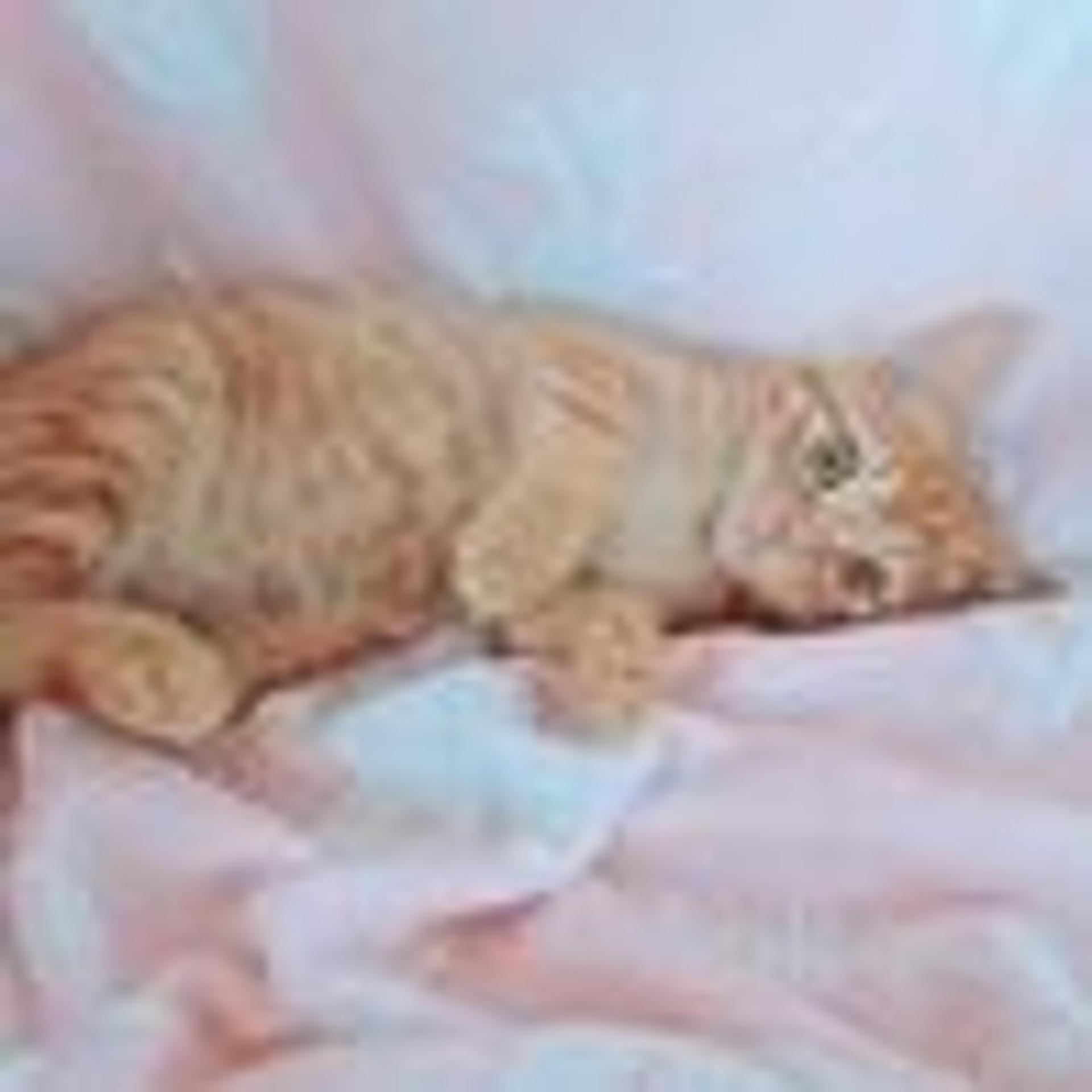 pet-image-5