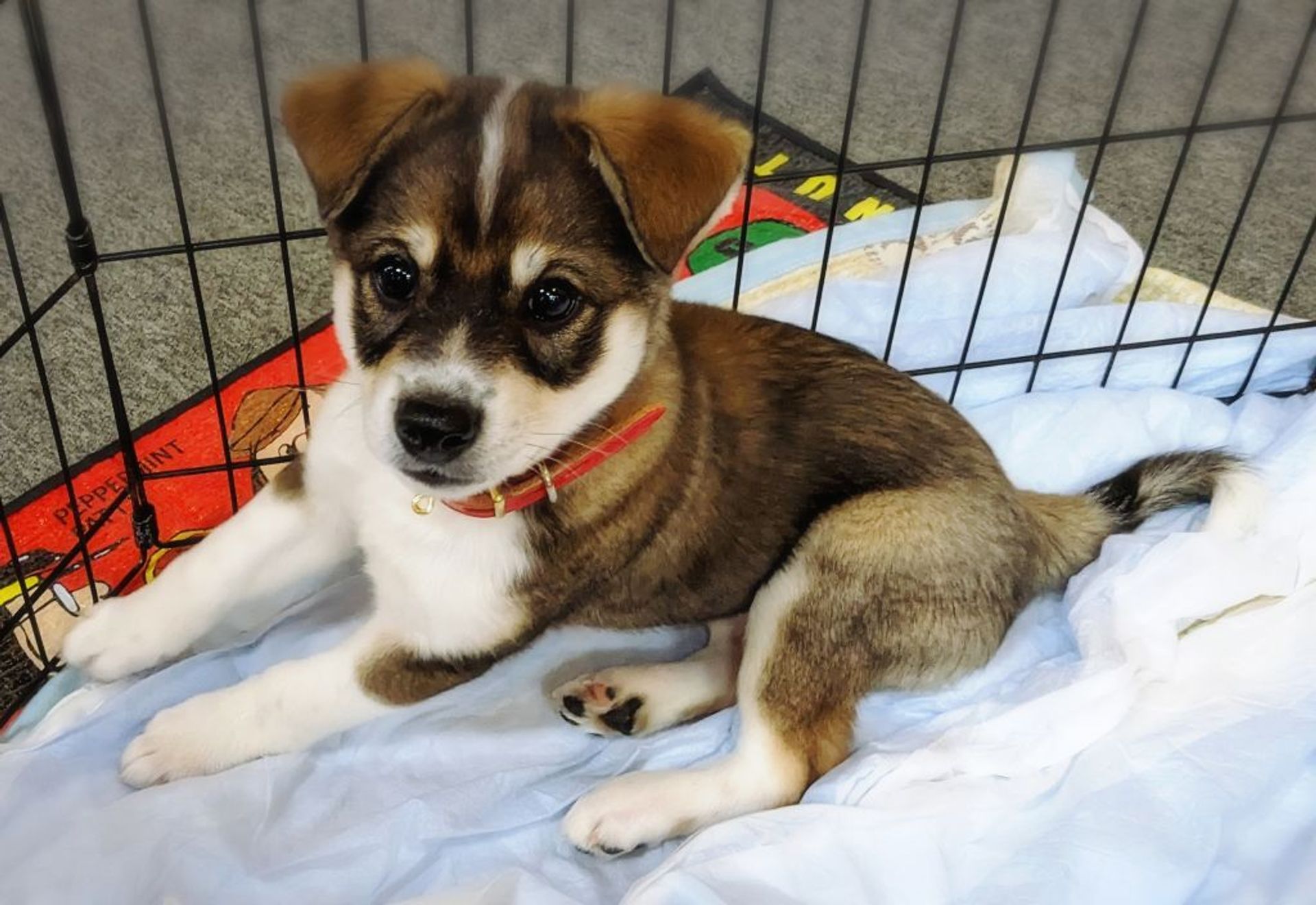 雑種（ミックス犬）・オスの里親募集の写真