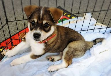 子犬のごま
