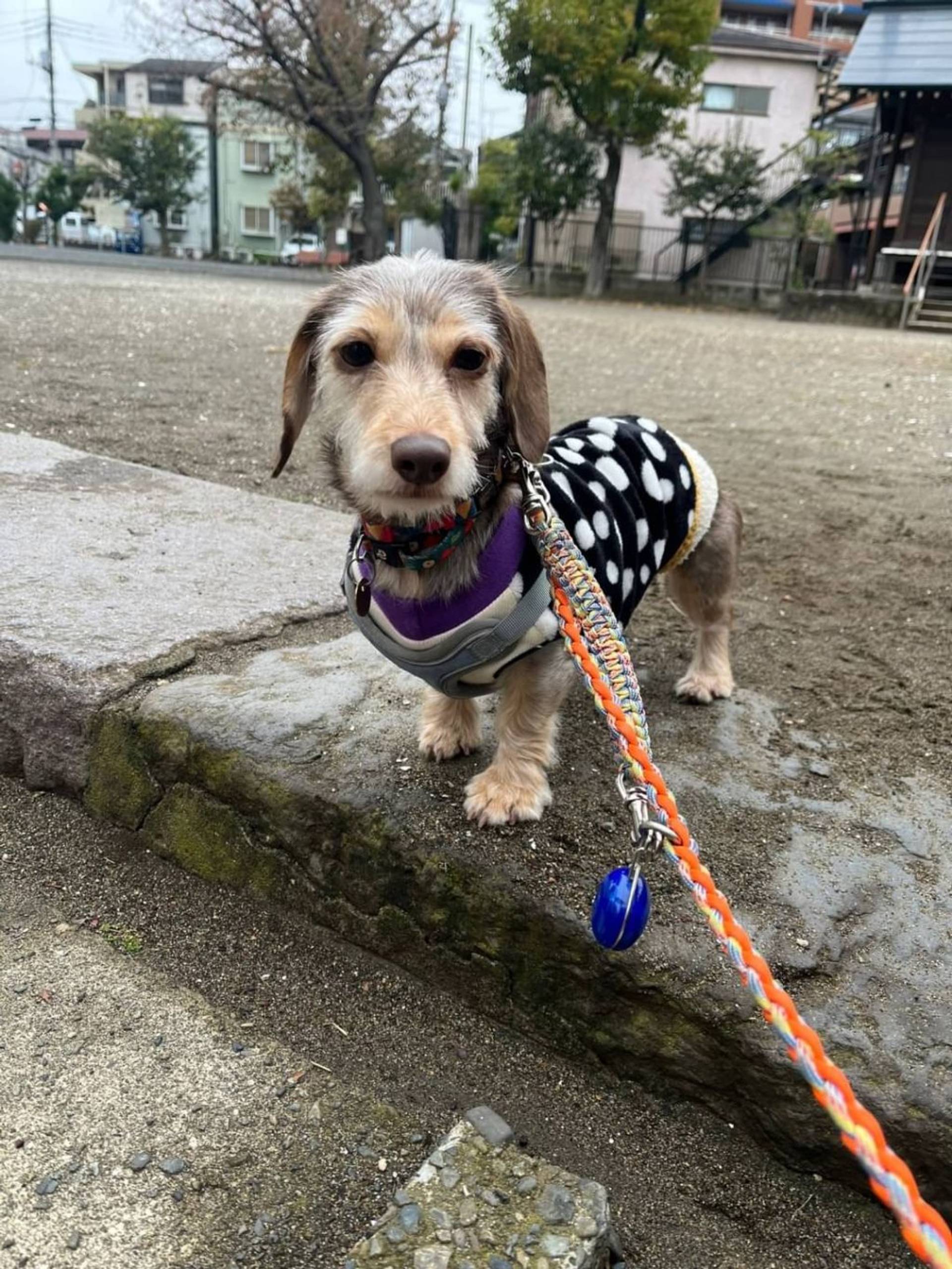 雑種（ミックス犬）・メスの里親募集の写真