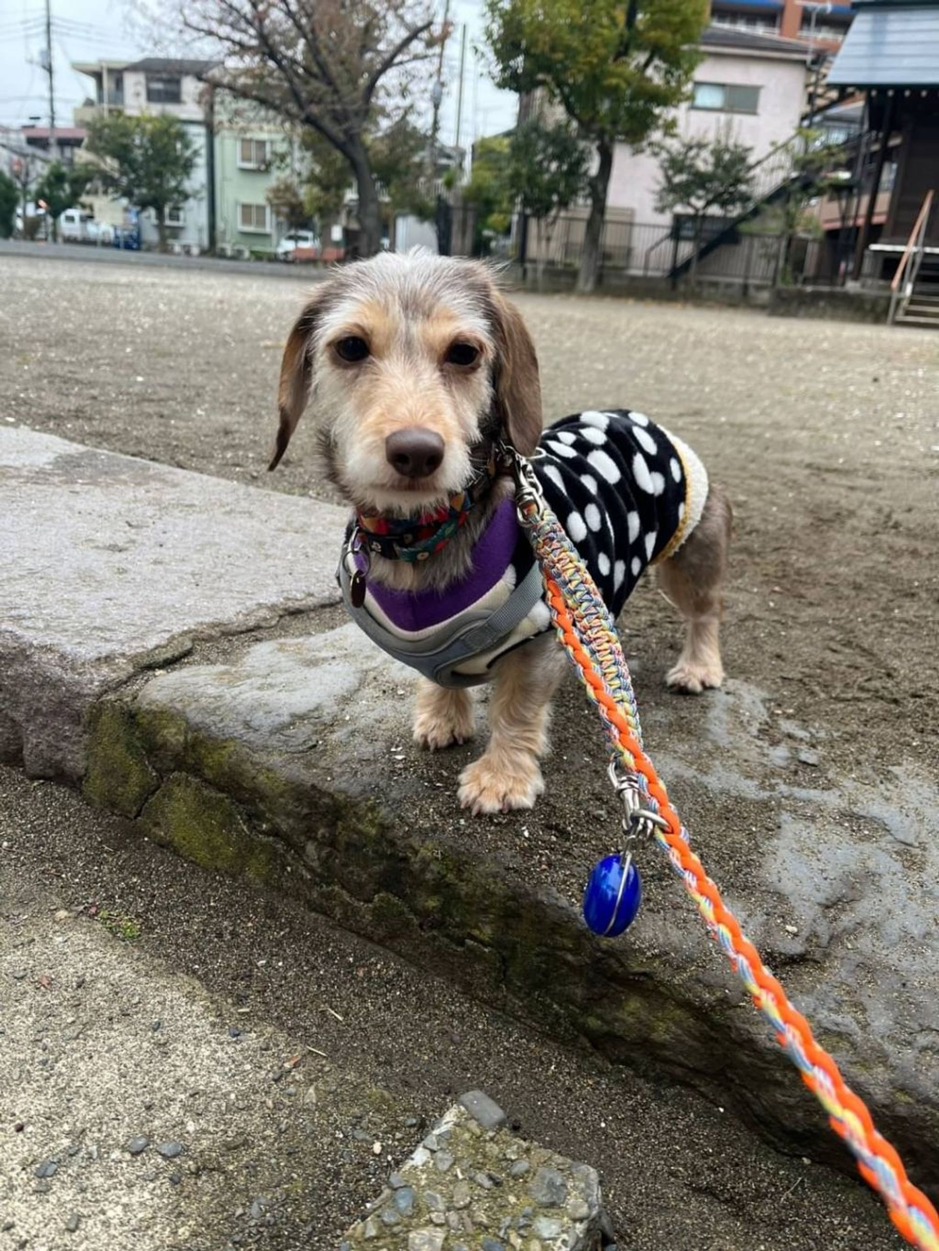 雑種（ミックス犬）・メスの里親募集の写真