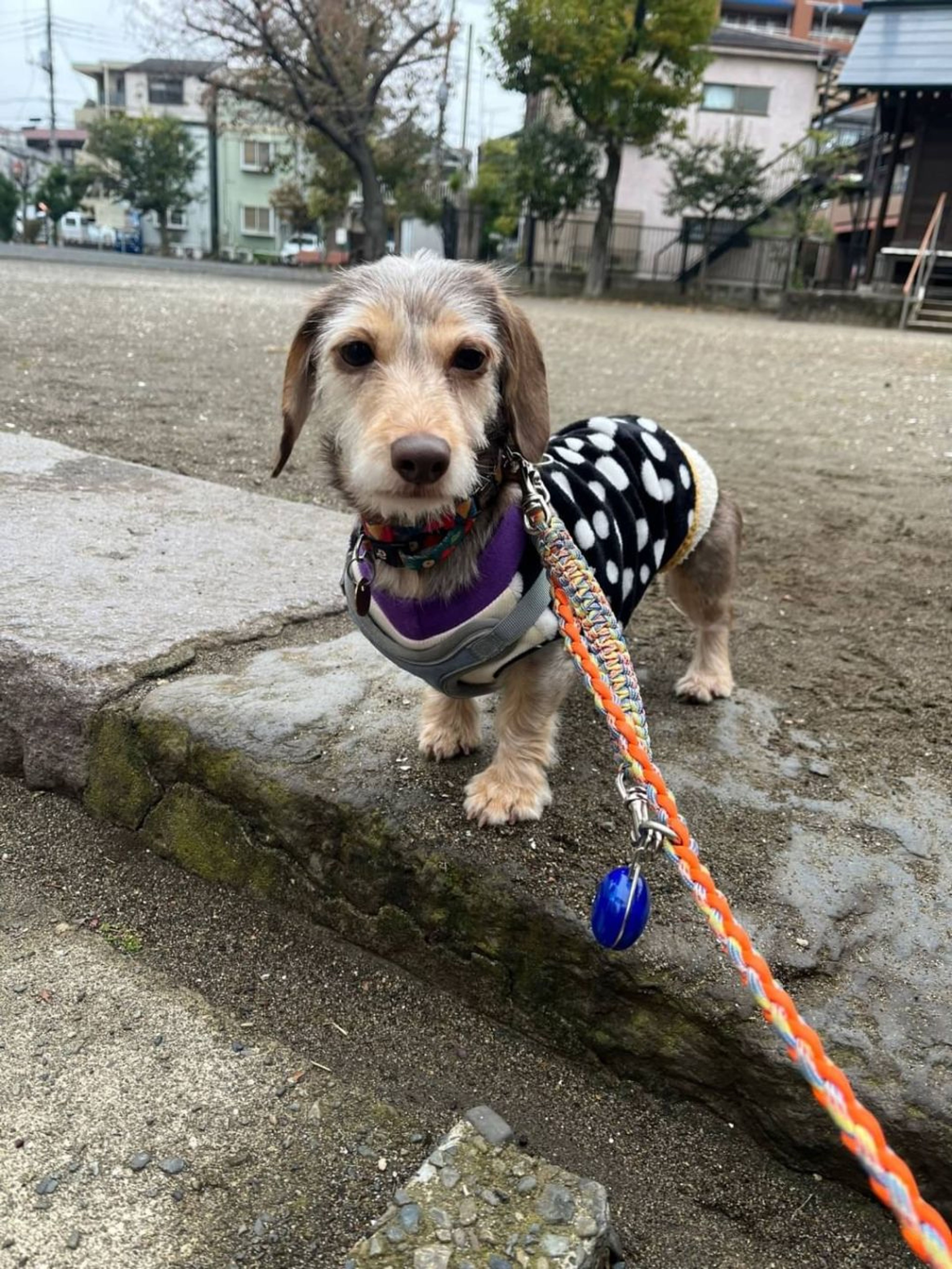 雑種（ミックス犬）・メスの里親募集の写真