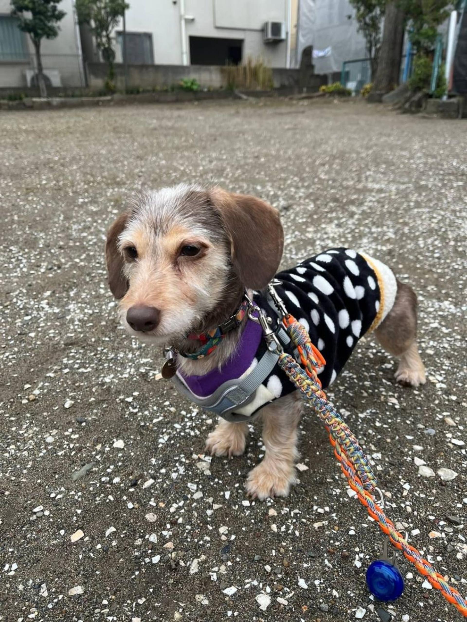 pet-image-3