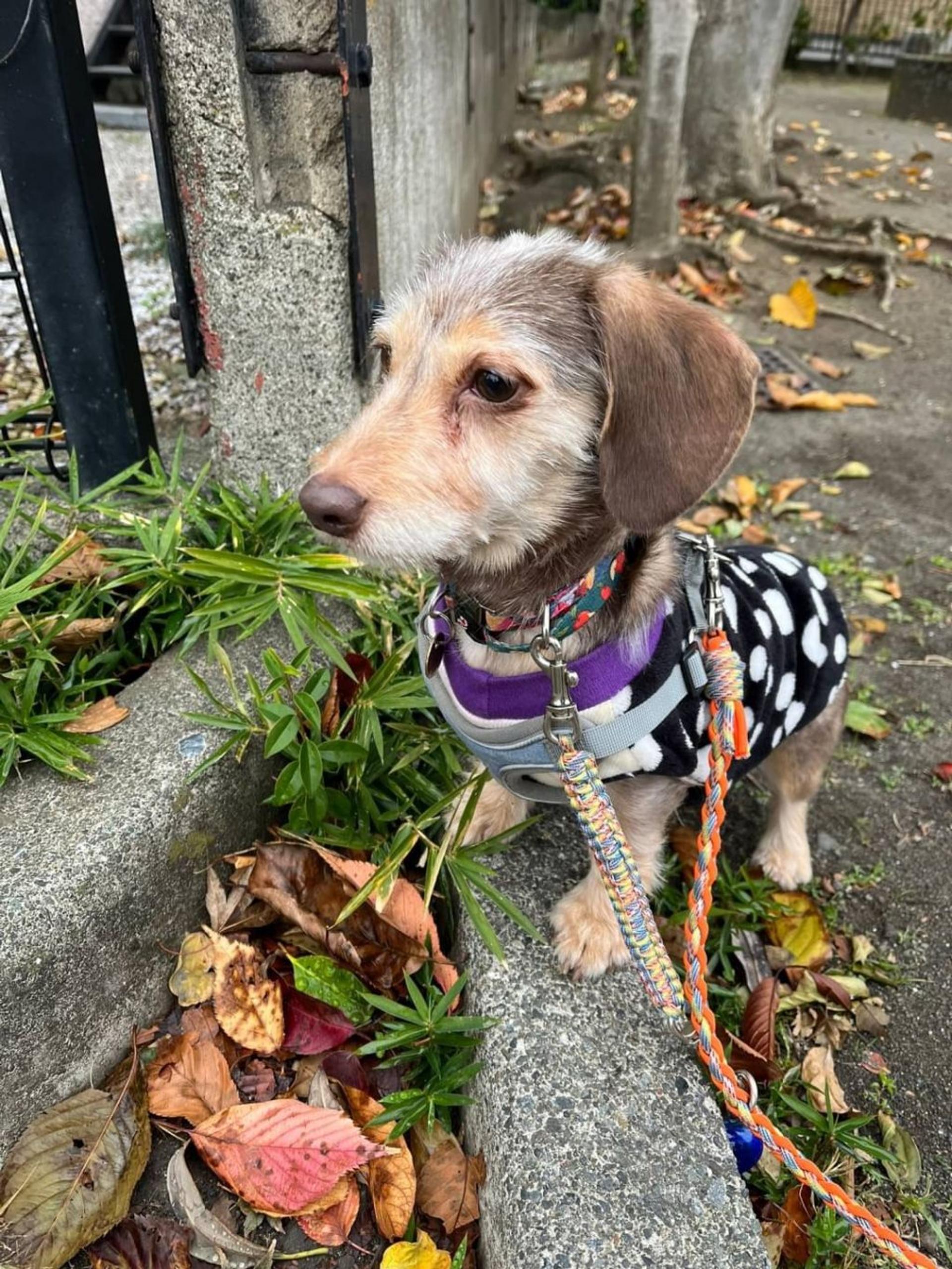 pet-image-4