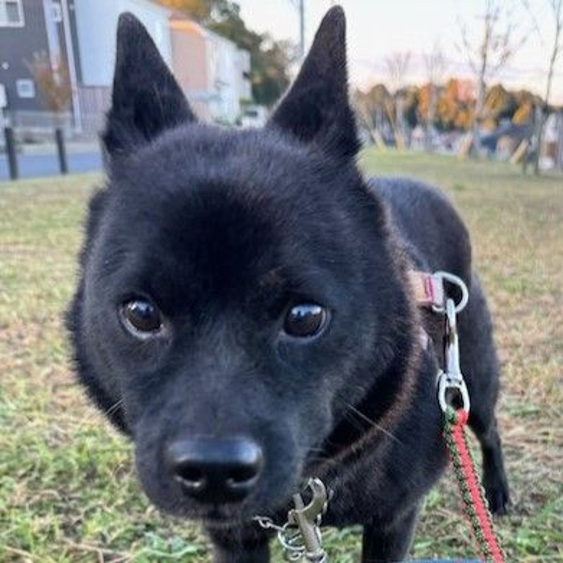 雑種（ミックス犬）・メスの里親募集の写真