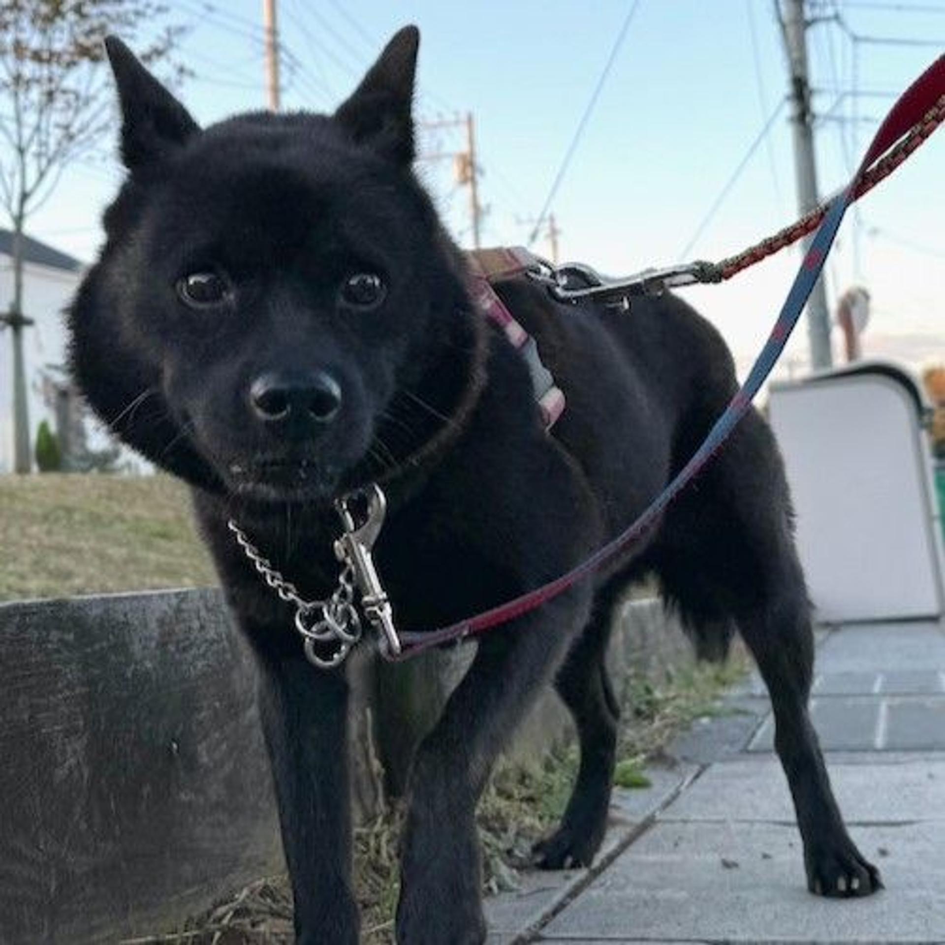 pet-image-3