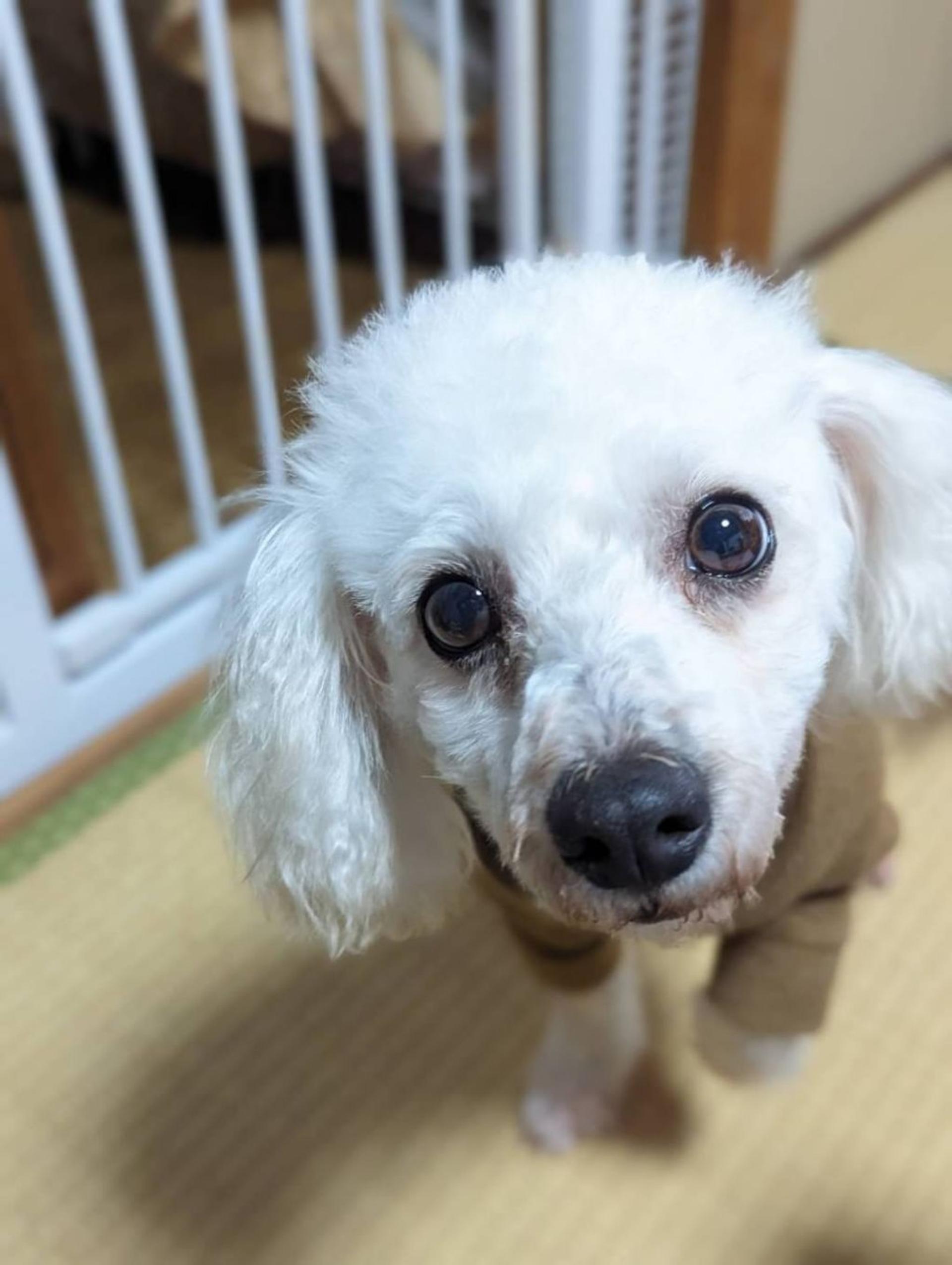 pet-image-2