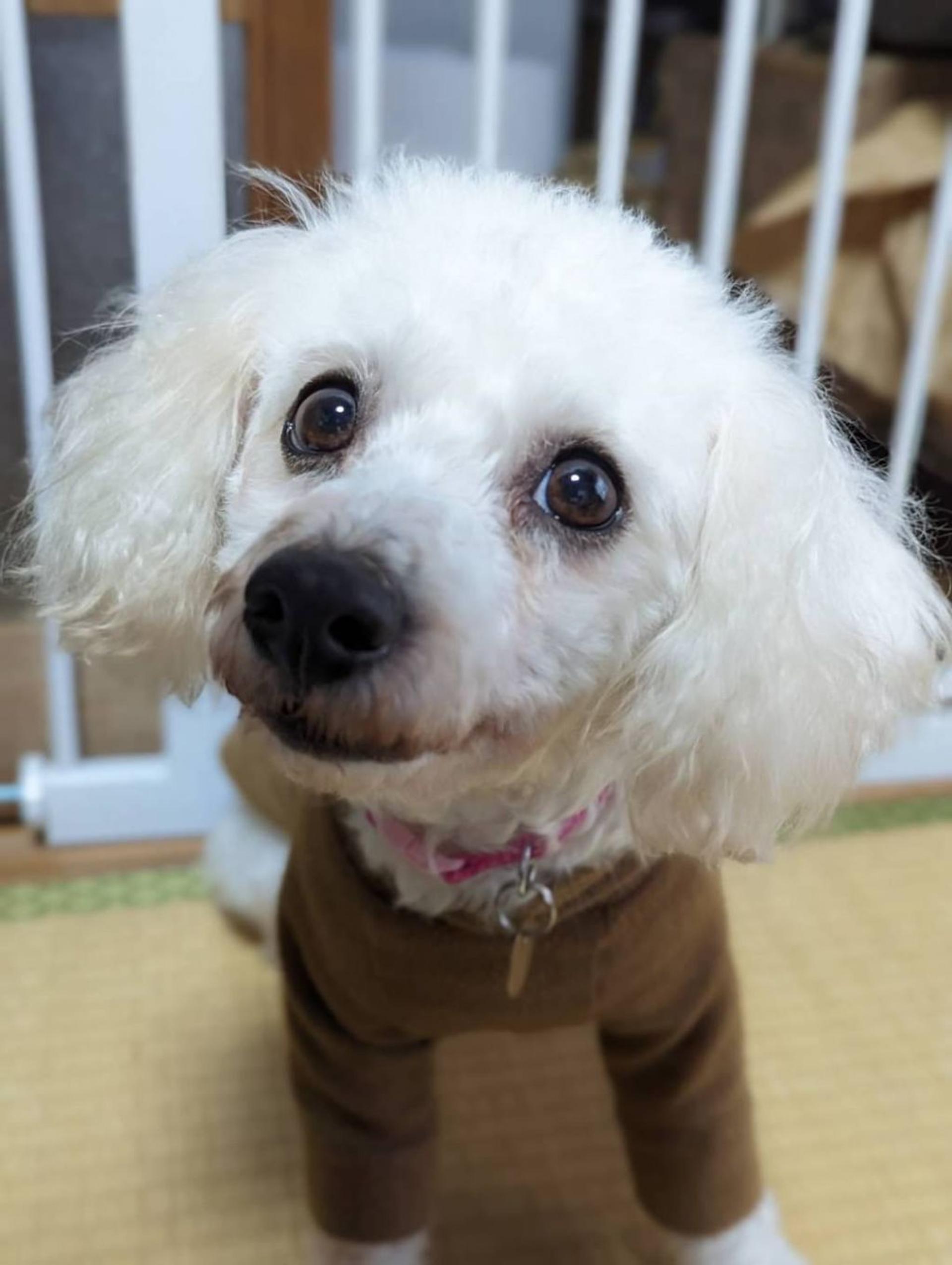 pet-image-3