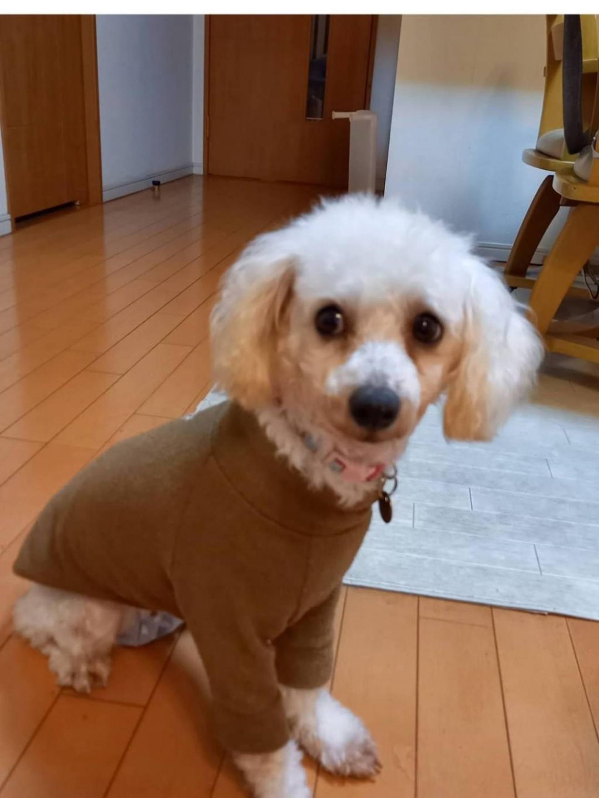 pet-image-4