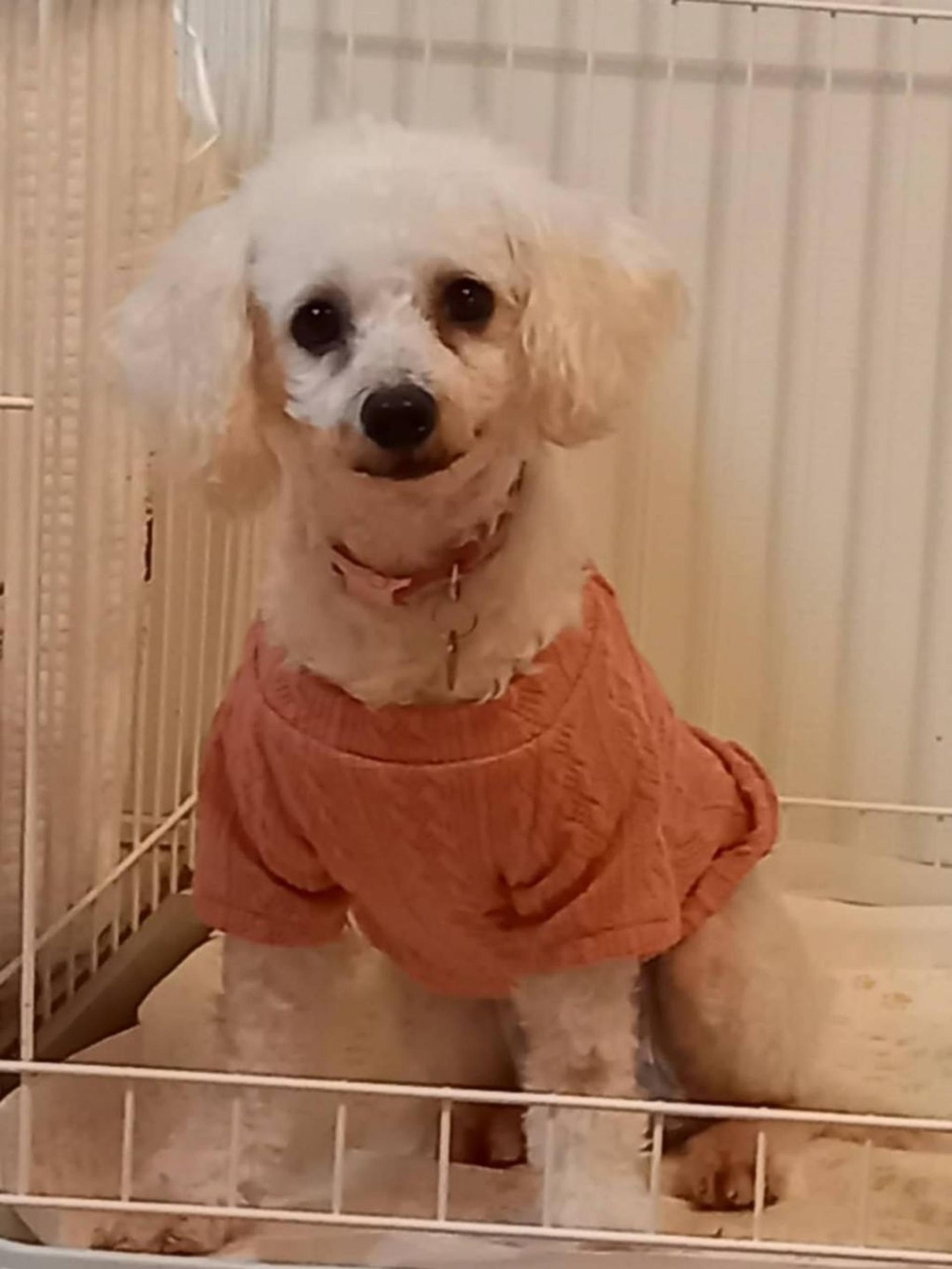 pet-image-5