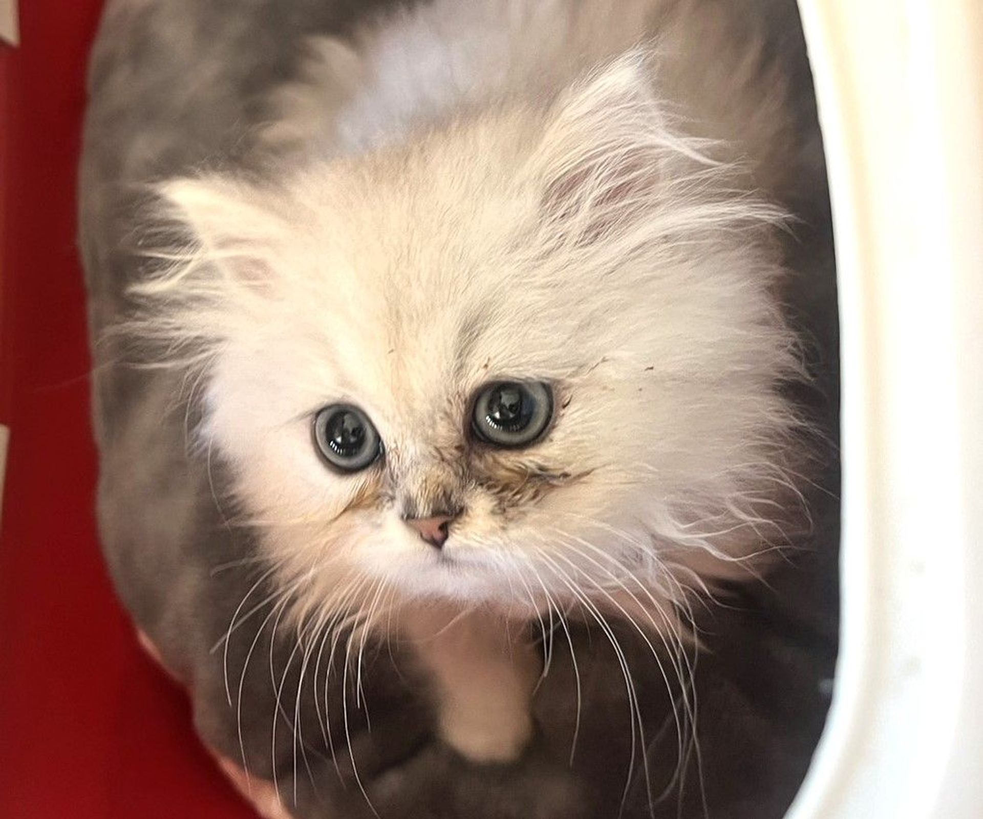 ペルシャ・オスの里親募集の写真