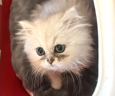 ちっち