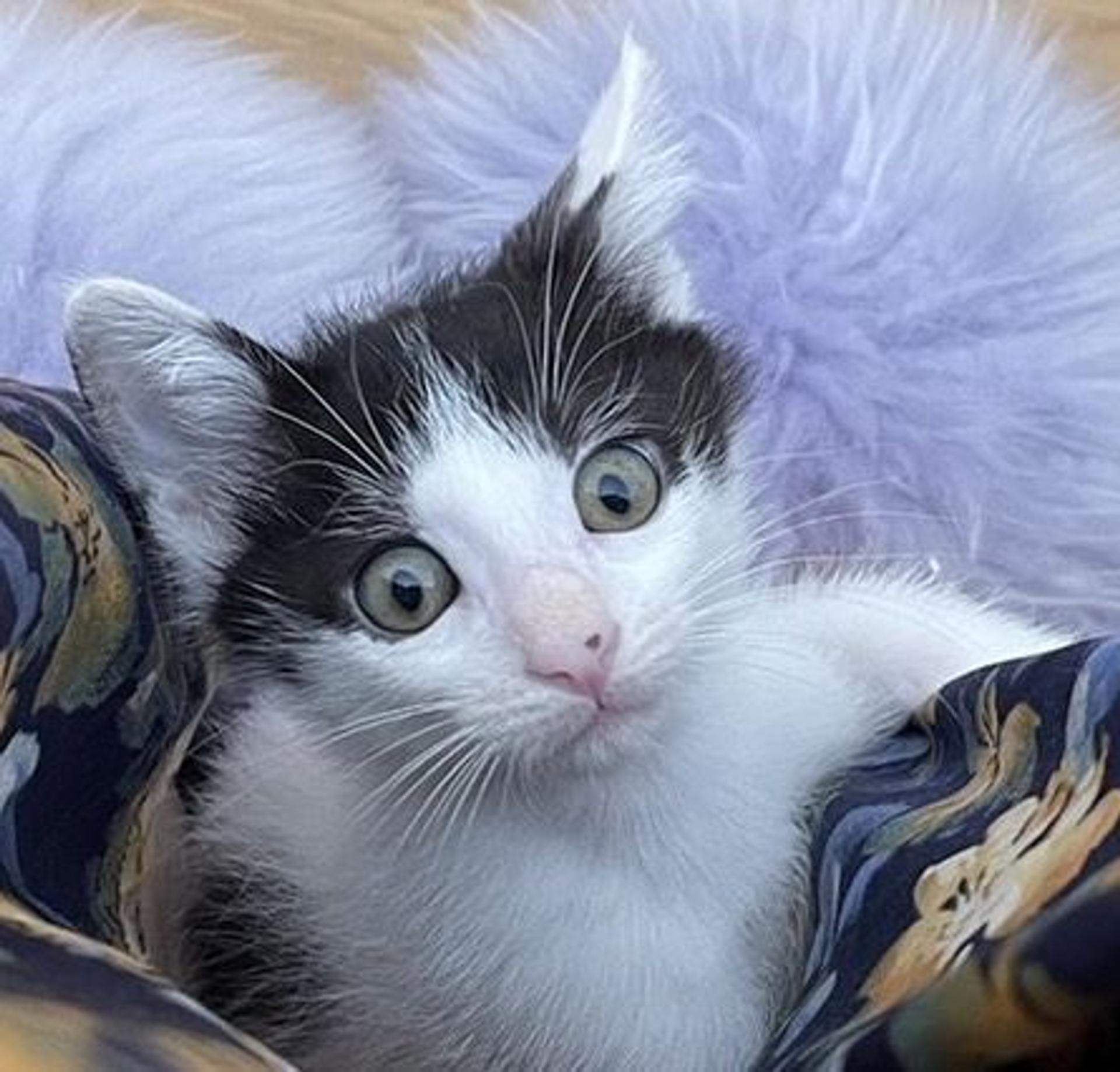 pet-image-5